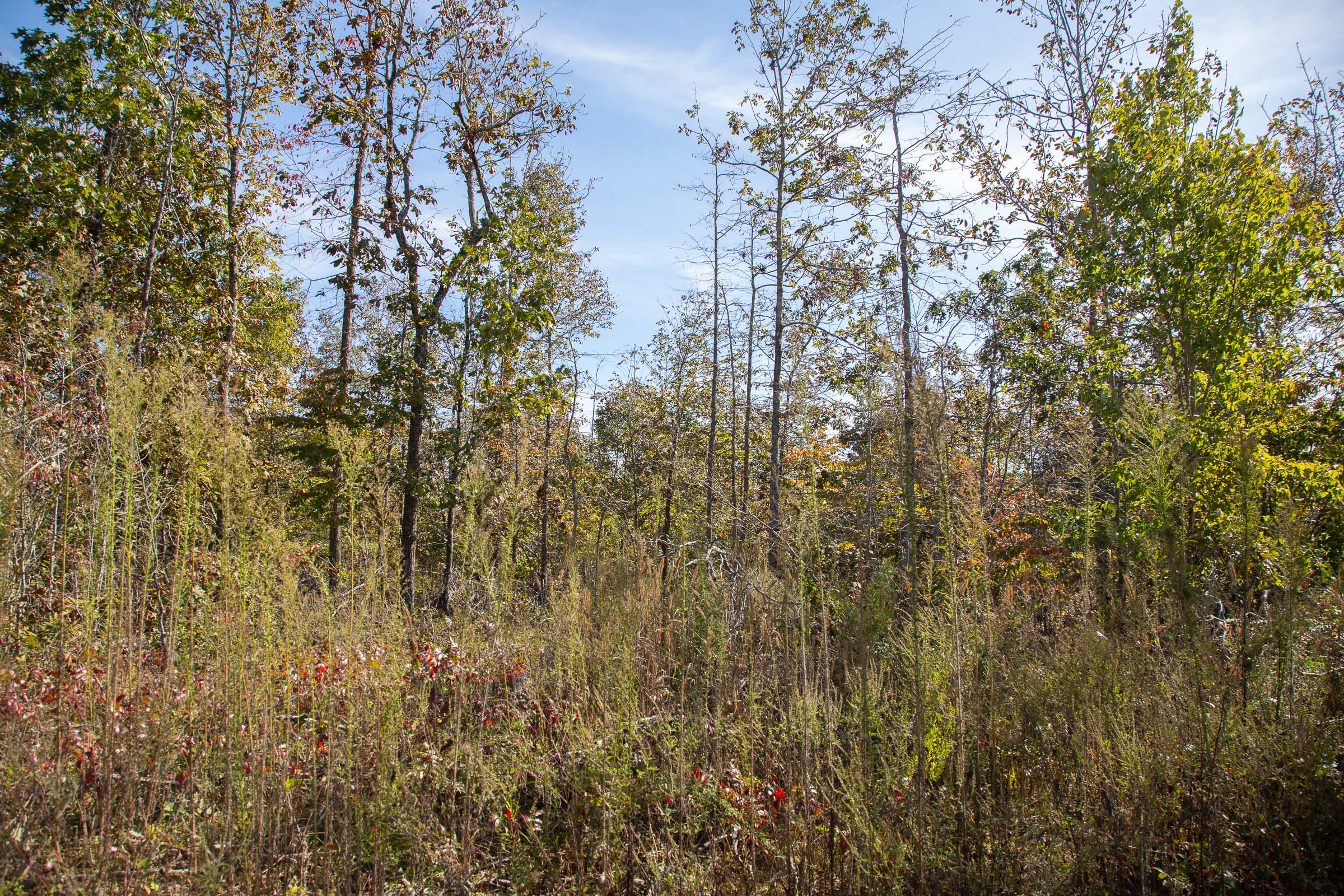 Borgmann’s Hollow Phase IV Tract 129 photo 5