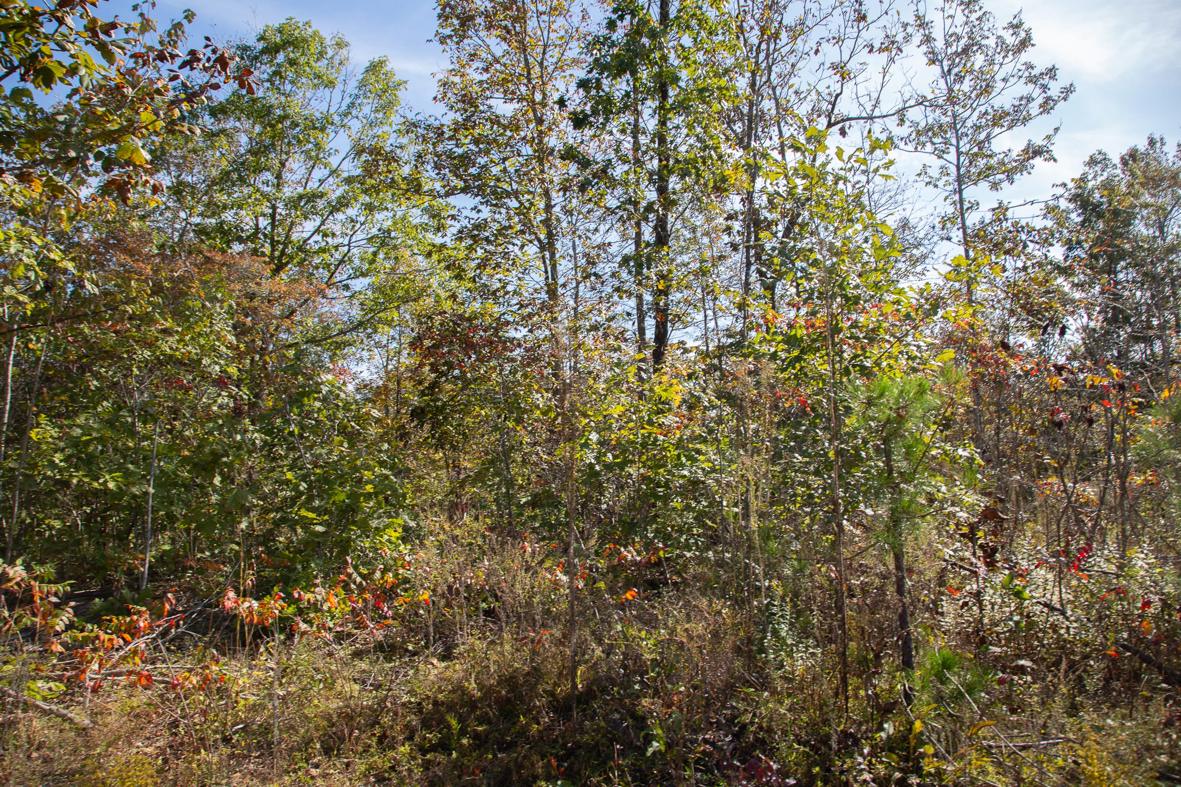 Borgmann’s Hollow Phase IV Tract 129 photo 8
