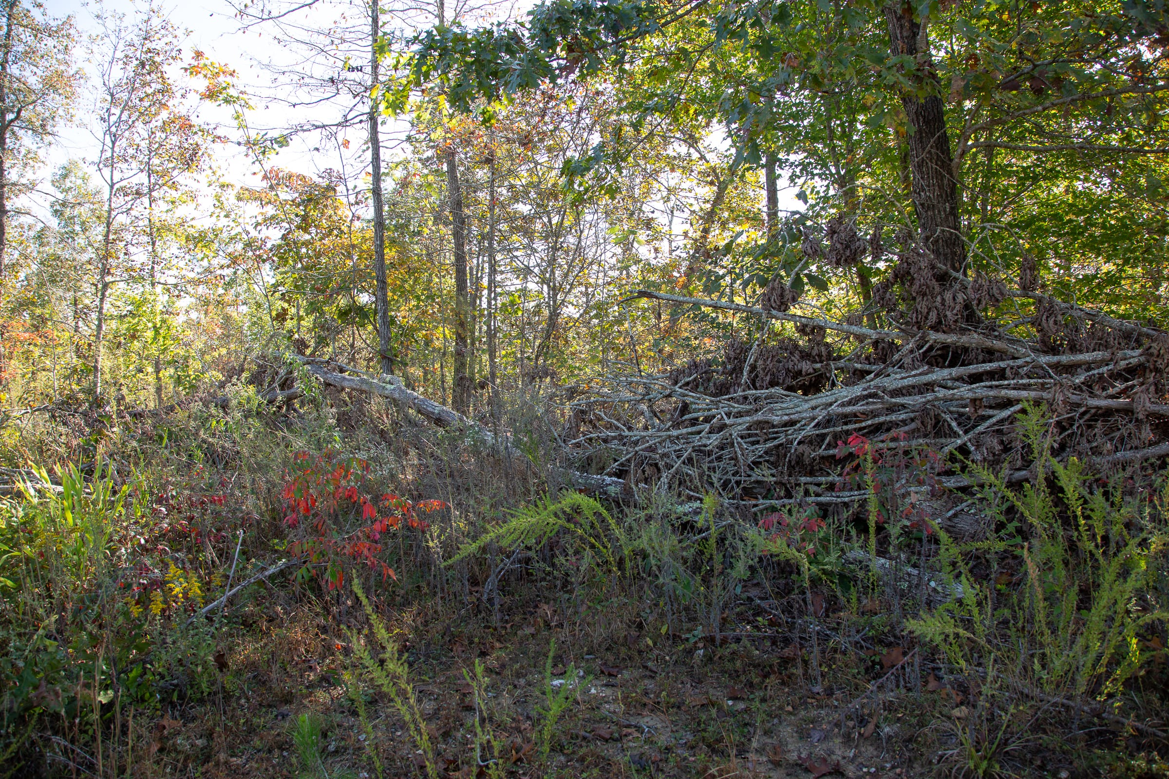 Borgmann’s Hollow Phase IV Tract 129 photo 12