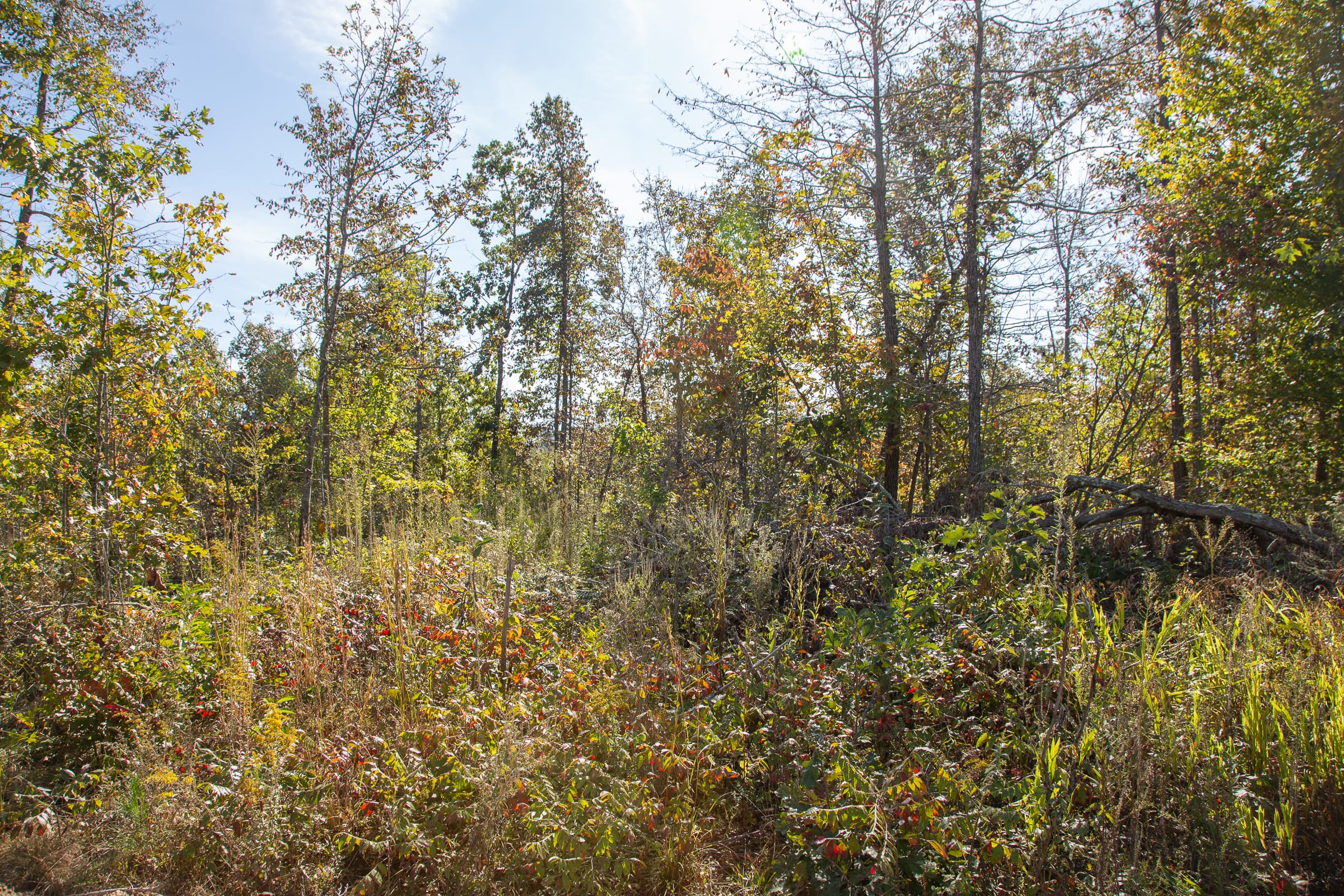 Borgmann’s Hollow Phase IV Tract 129 photo 13