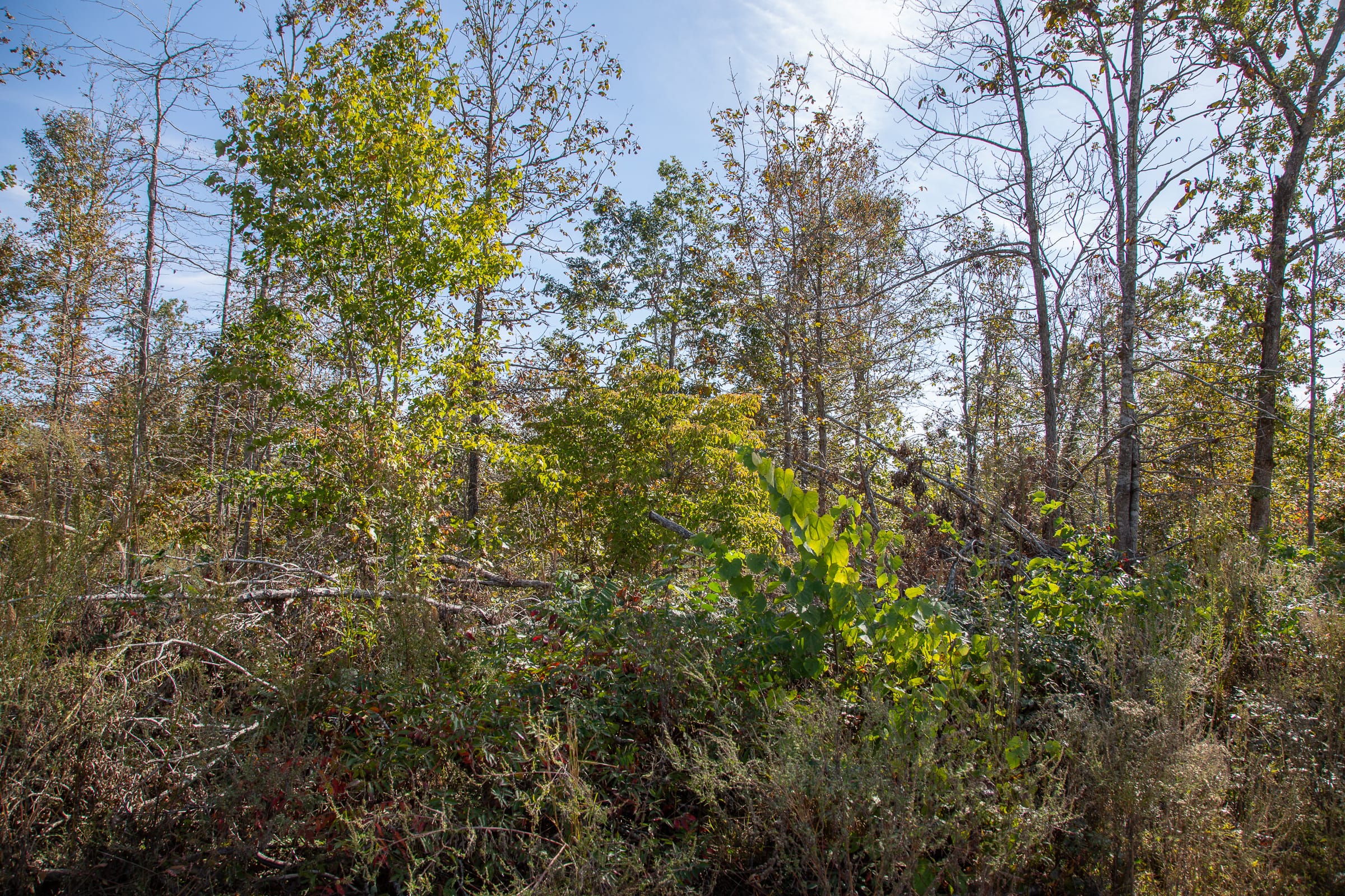 Borgmann’s Hollow Phase IV Tract 129 photo 15