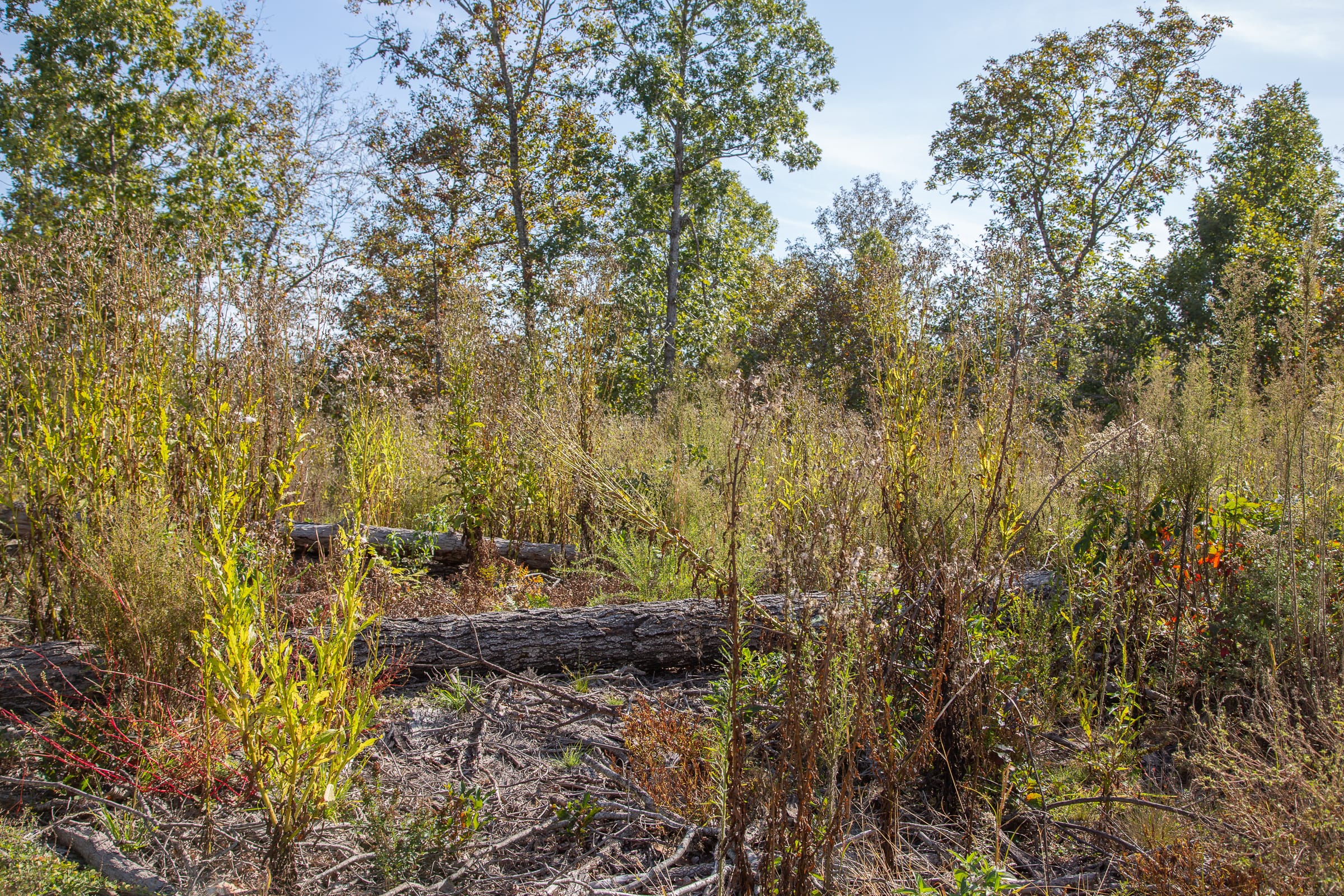 Borgmann’s Hollow Phase IV Tract 129 photo 16