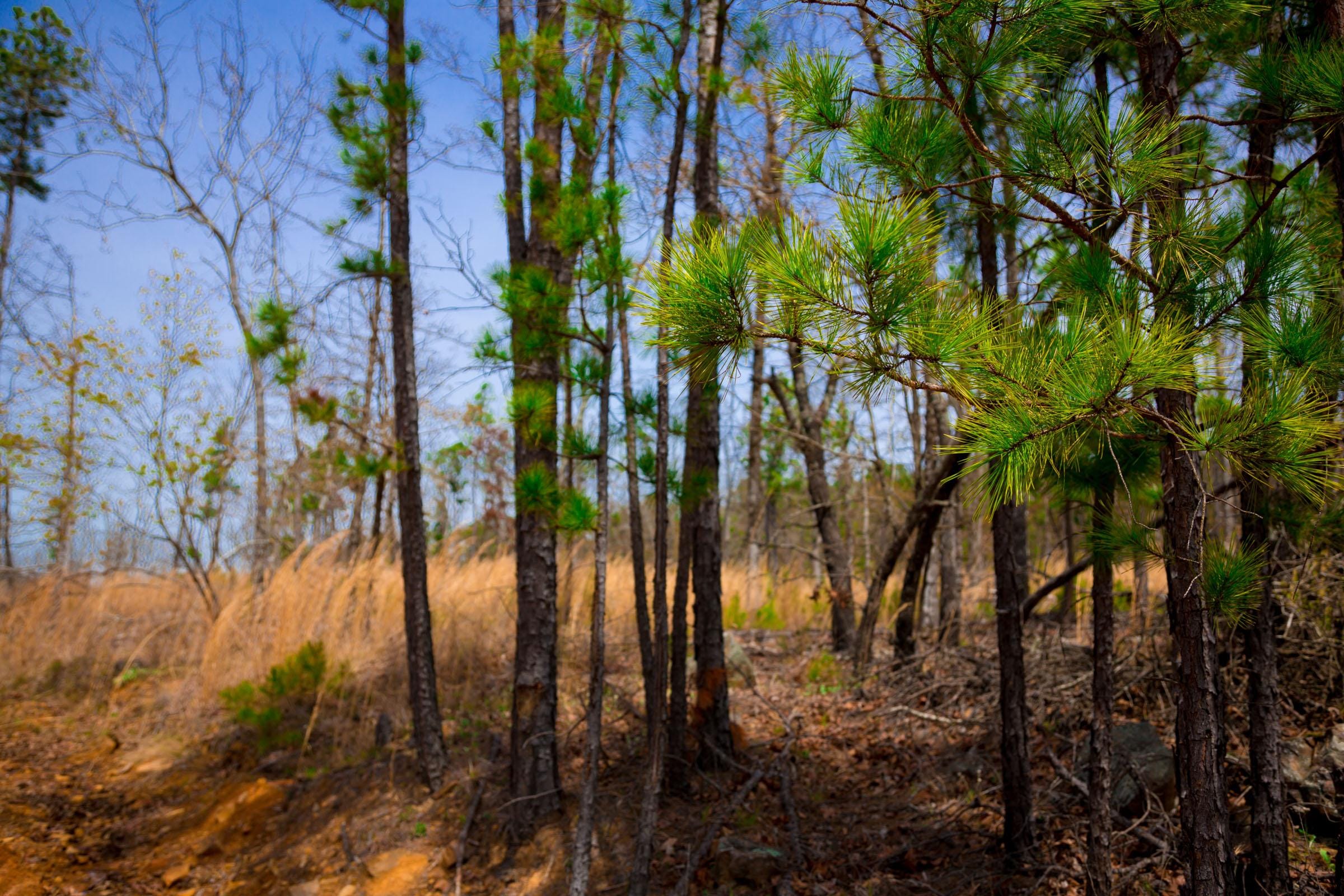 Stone Creek Phase II Tract 204 photo 10