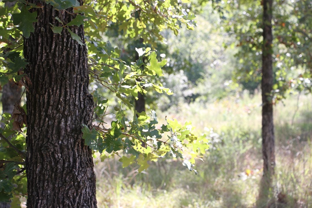 Lakeview Private Reserve Tract 8 photo 9
