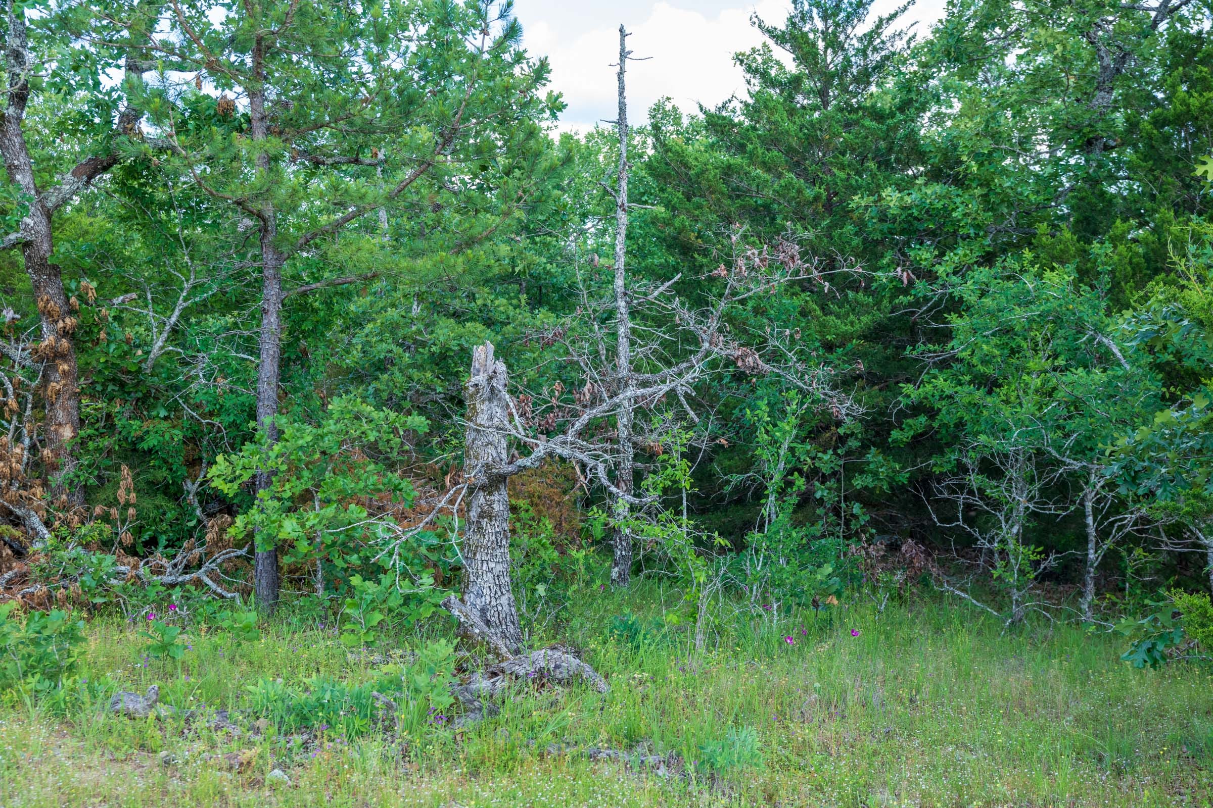 Falcon Crest Tract 21 photo 10