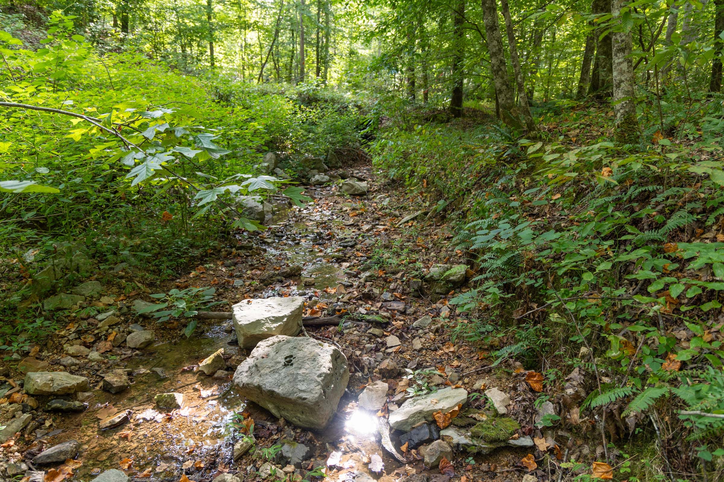 Big White Oak Tract 16 photo 2