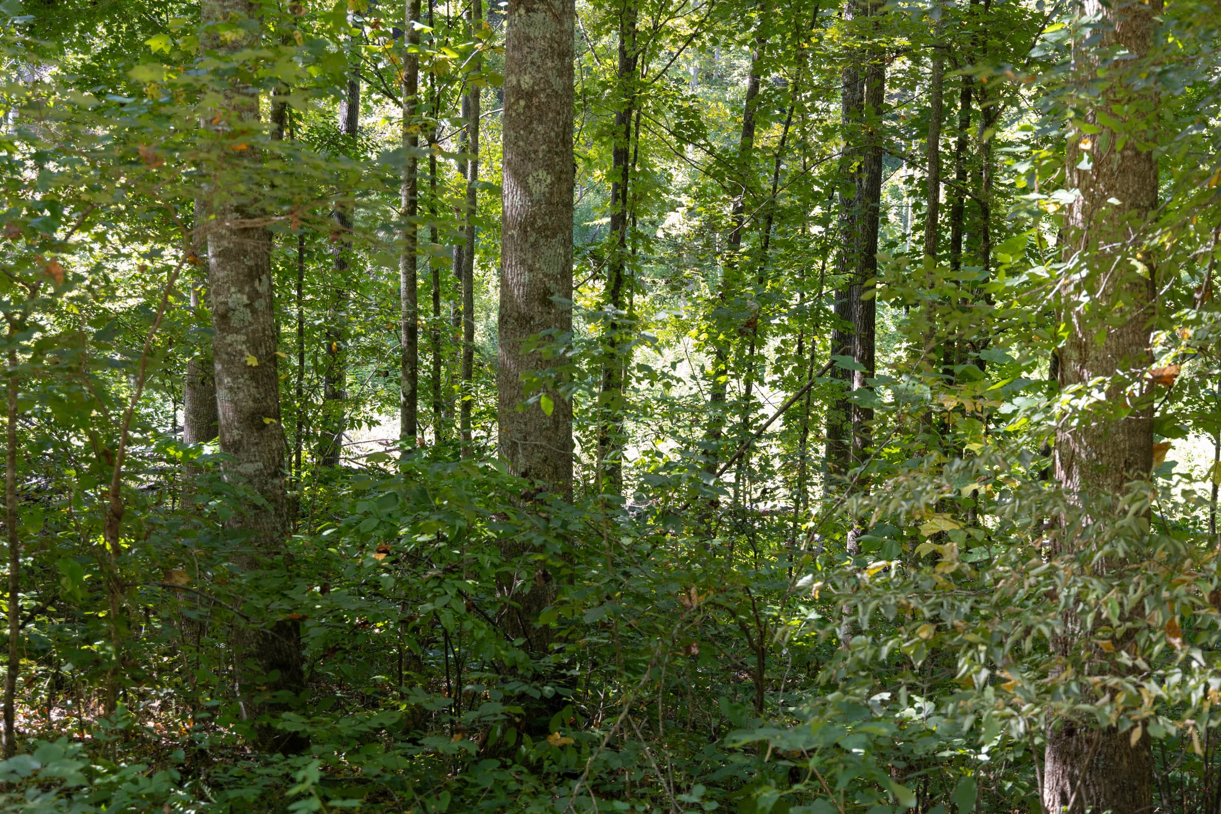 Big White Oak Tract 16 photo 6