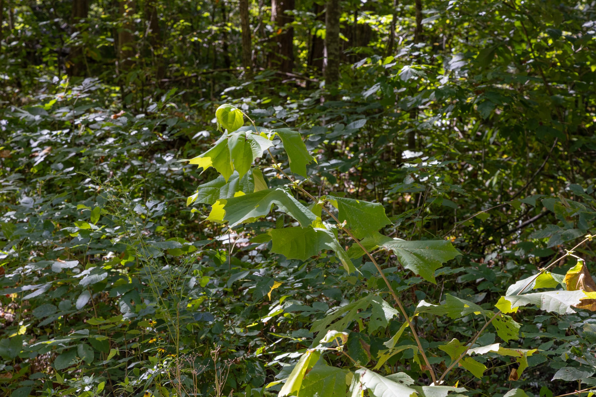Big White Oak Tract 16 photo 4