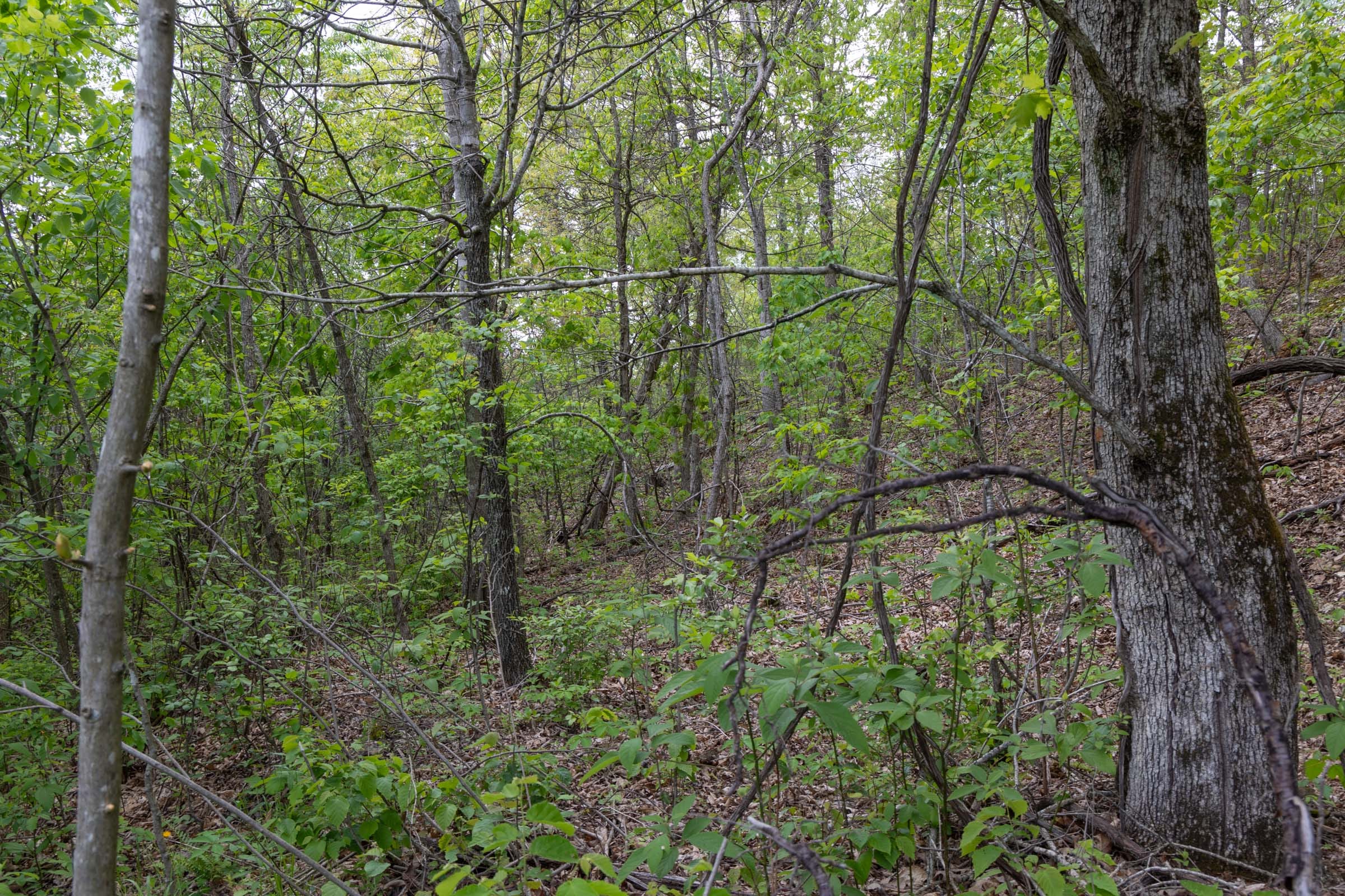 Sleepy Hollow Phase II Tract 95 photo 13