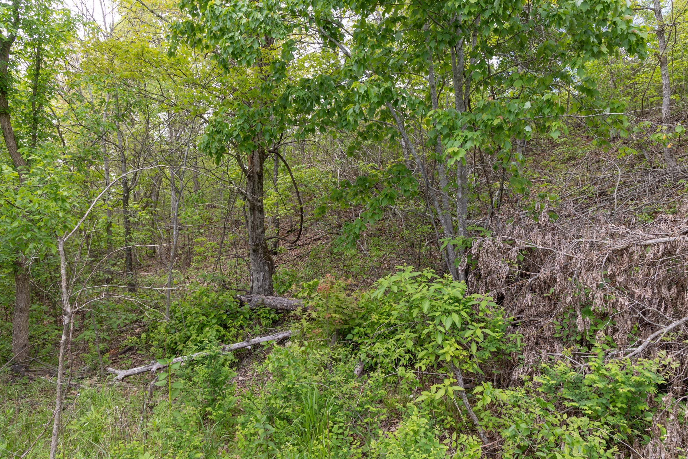 Sleepy Hollow Phase II Tract 95 photo 3