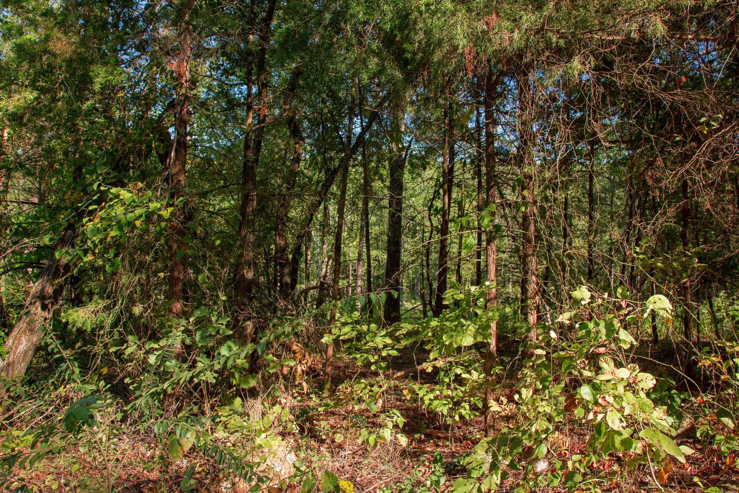 Stone Creek Phase II Tract 268 photo 7