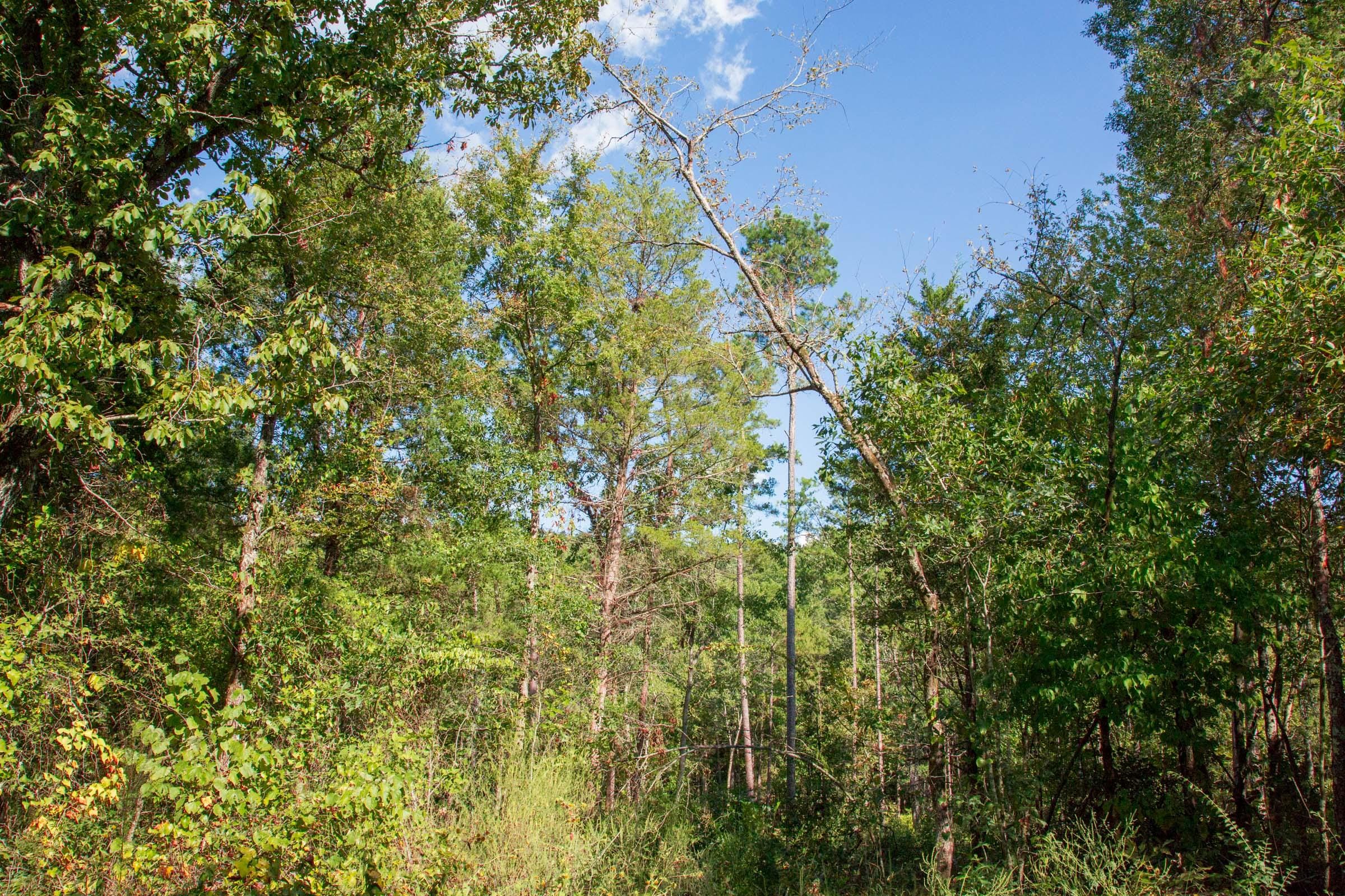 Stone Creek Phase II Tract 268 photo 8