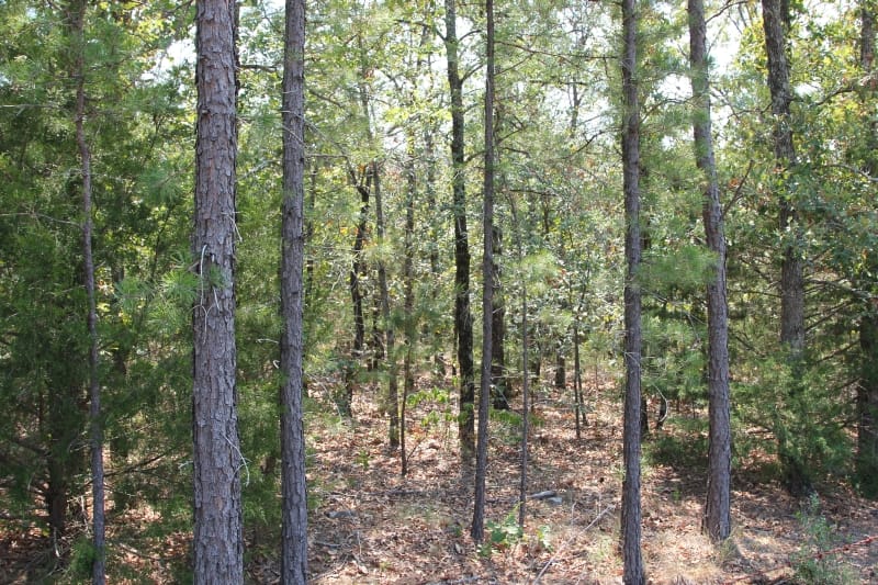 Lake View Ranch Tract 4 photo 3