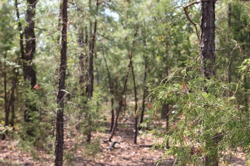 Lake View Ranch Tract 4 photo 5