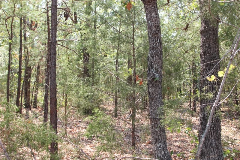 Lake View Ranch Tract 4 photo 6