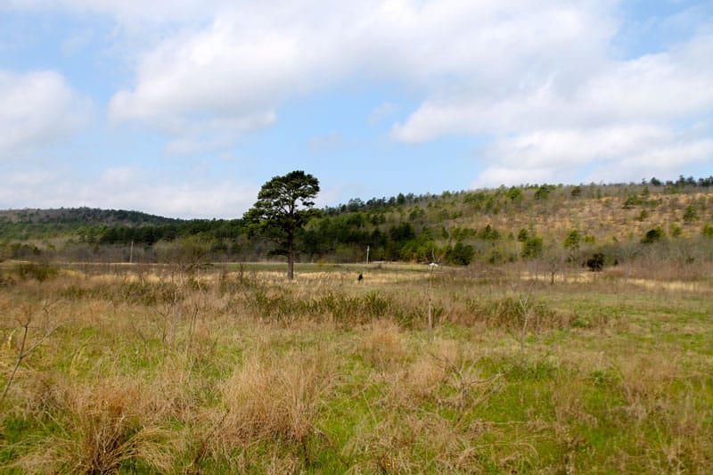 Daisy Meadows Tract 6 photo 6