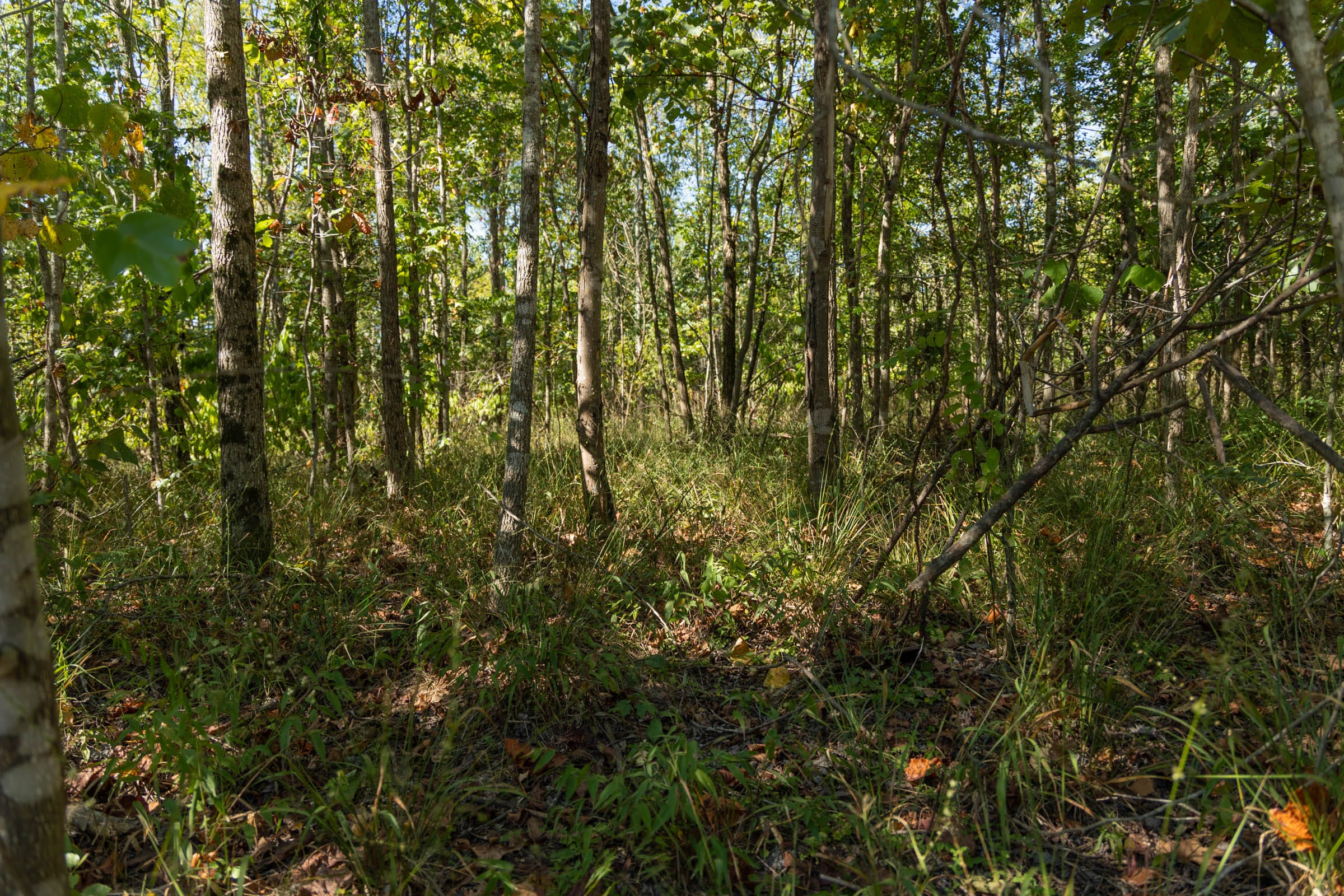 Big White Oak Tract 106 photo 10