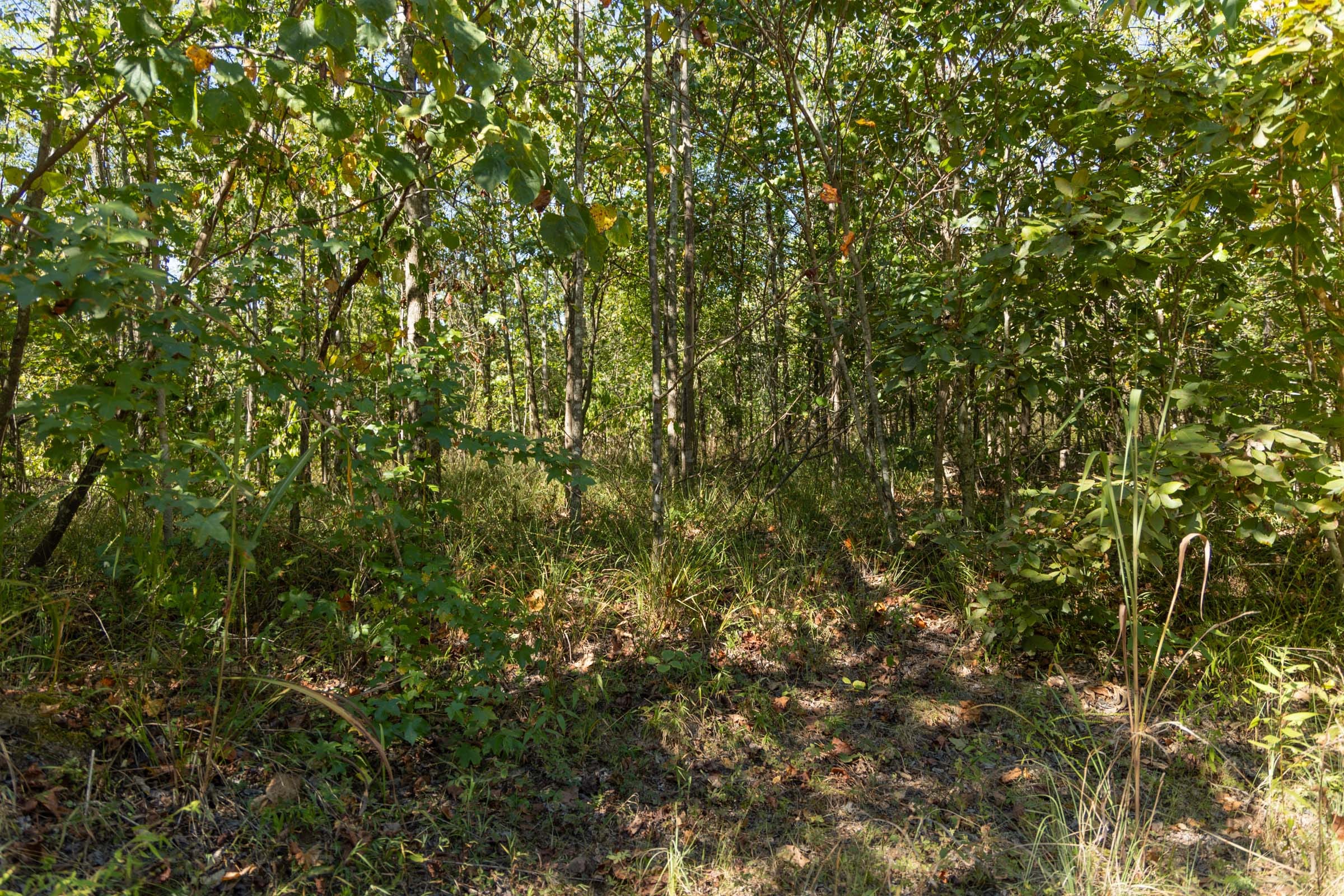 Big White Oak Tract 106 photo 9