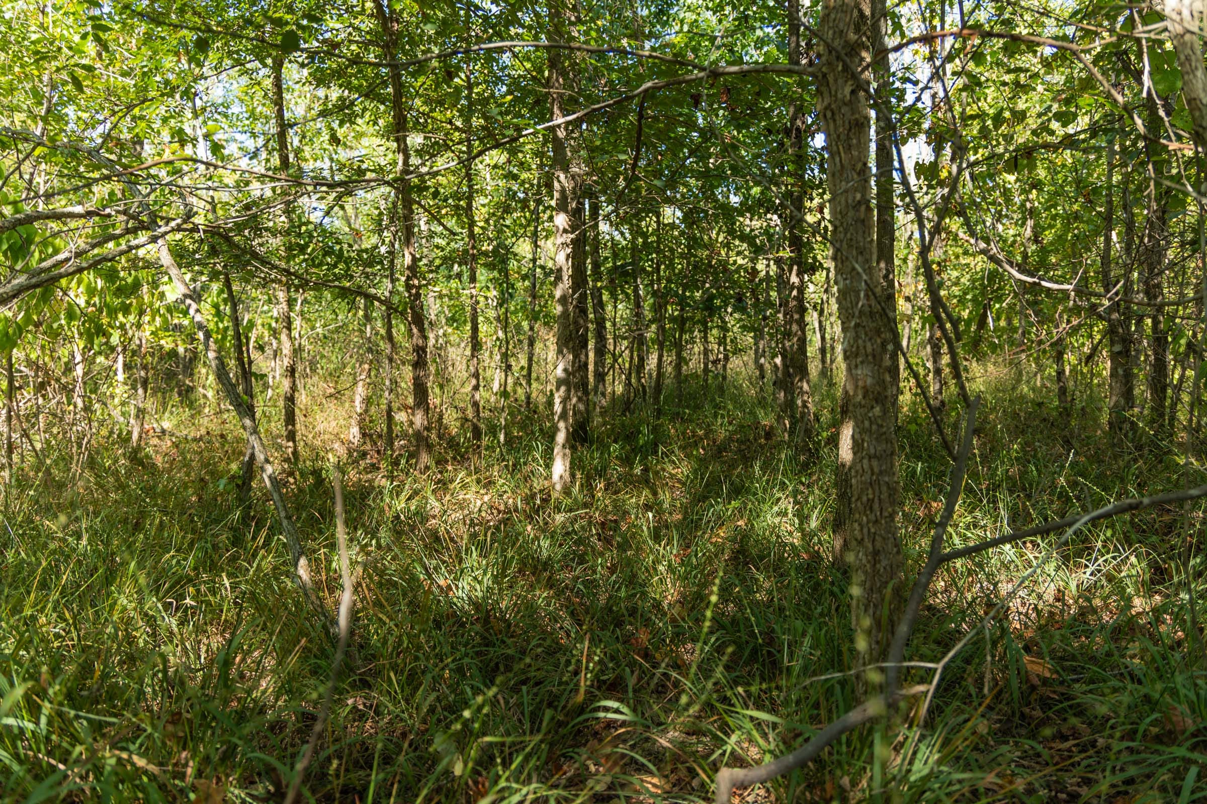 Big White Oak Tract 106 photo 8