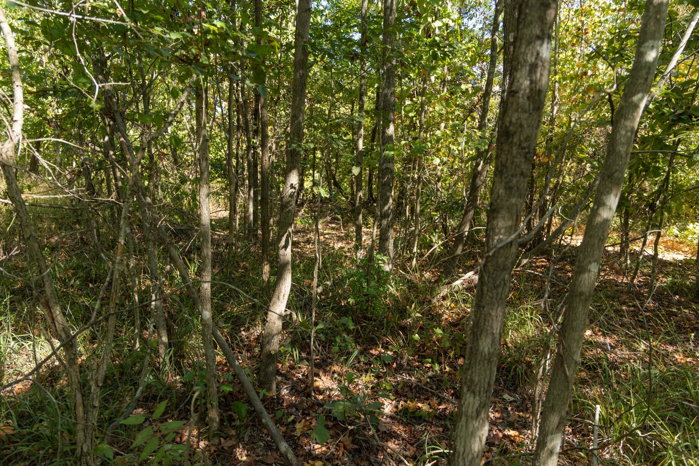 Big White Oak Tract 106 photo 7