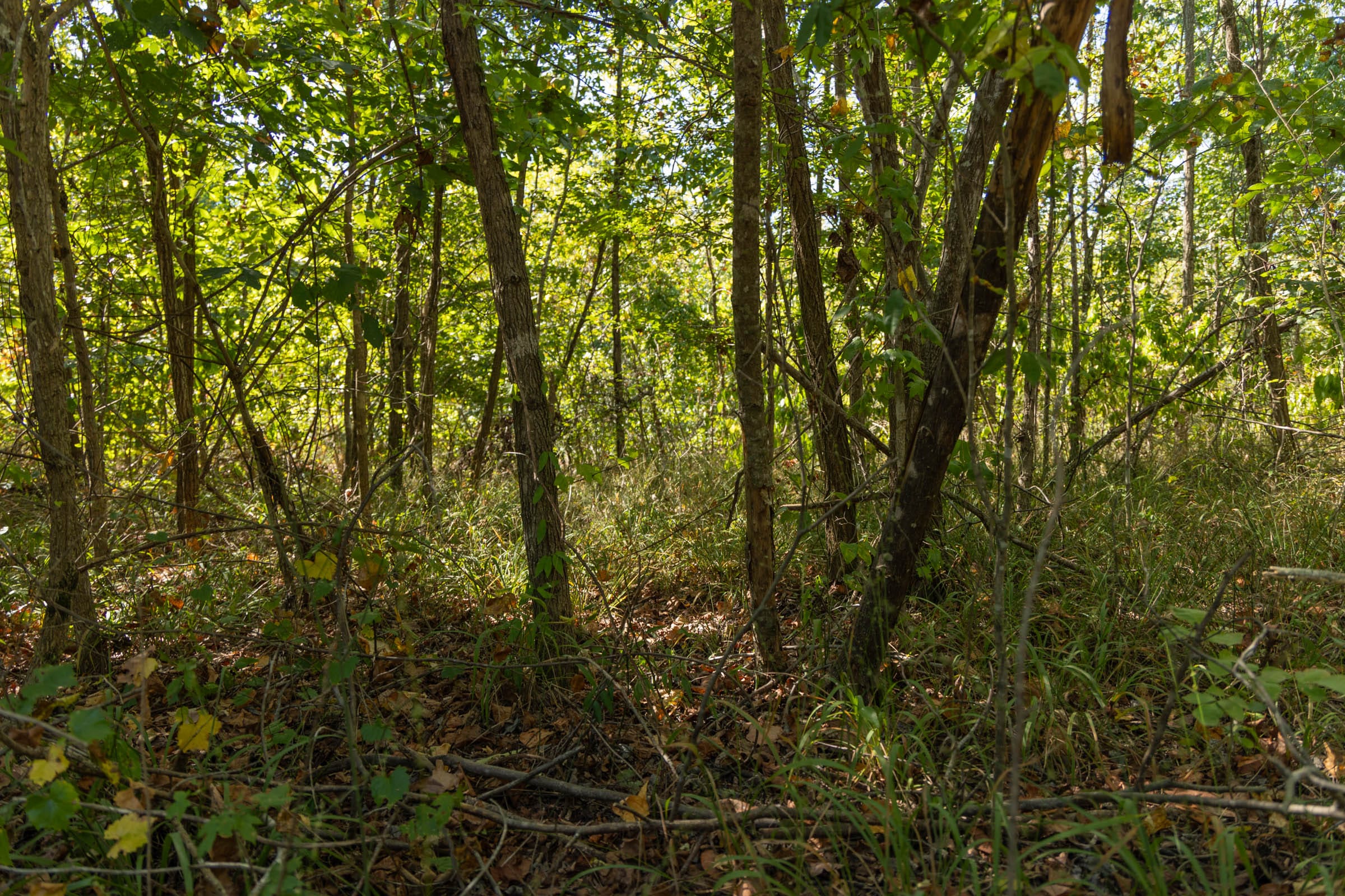 Big White Oak Tract 106 photo 6