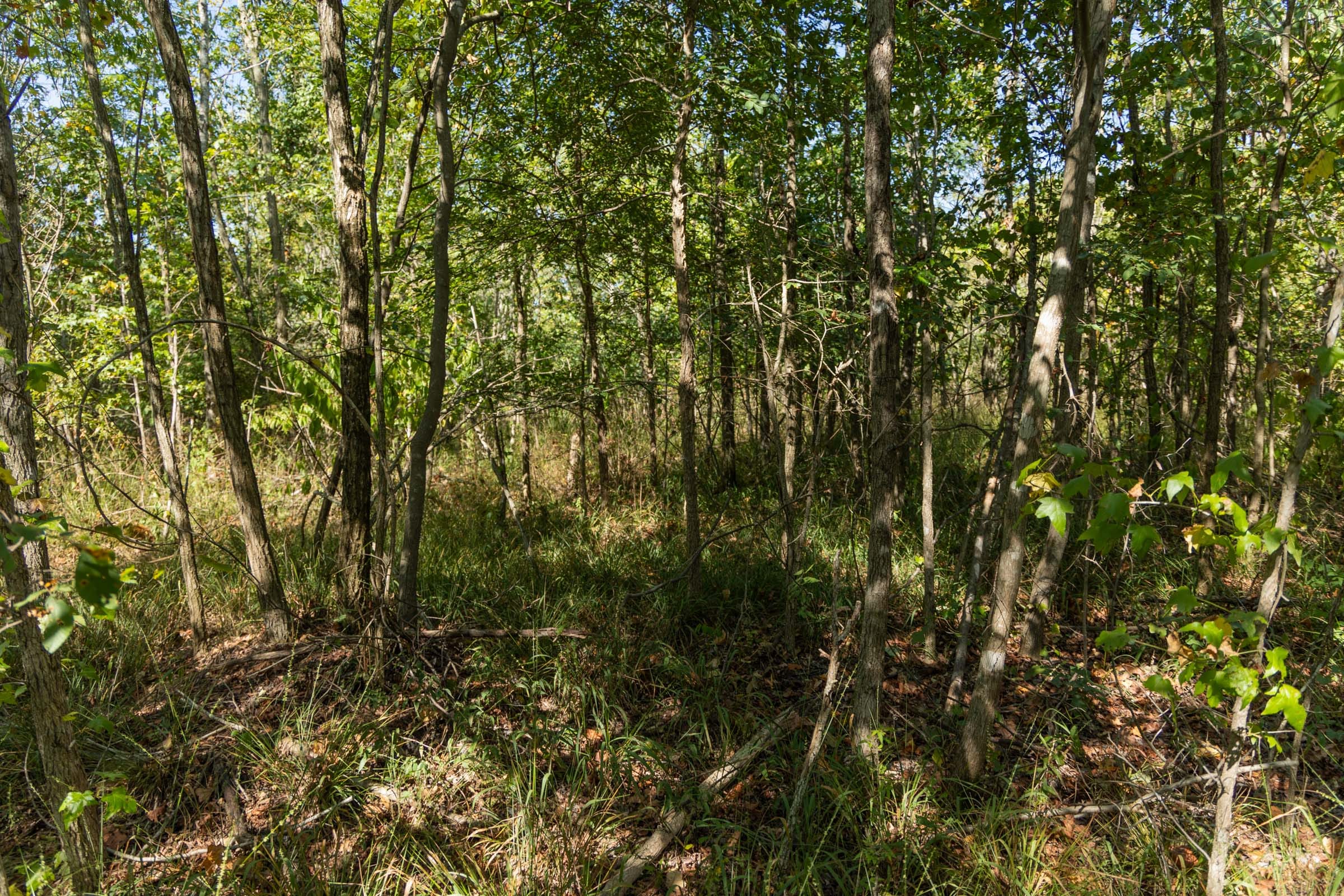 Big White Oak Tract 106 photo 5