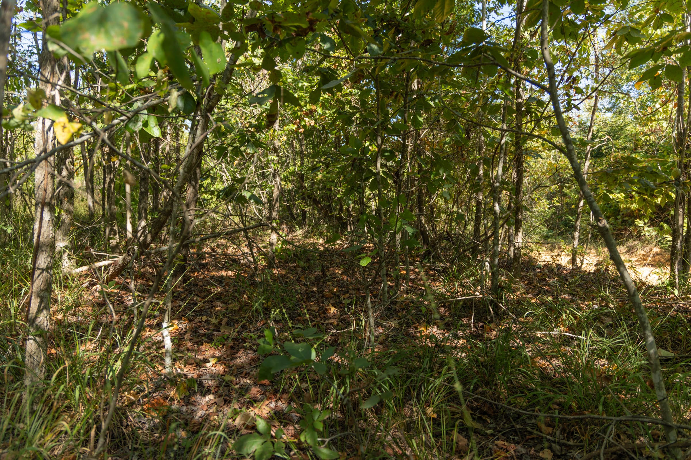 Big White Oak Tract 106 photo 4