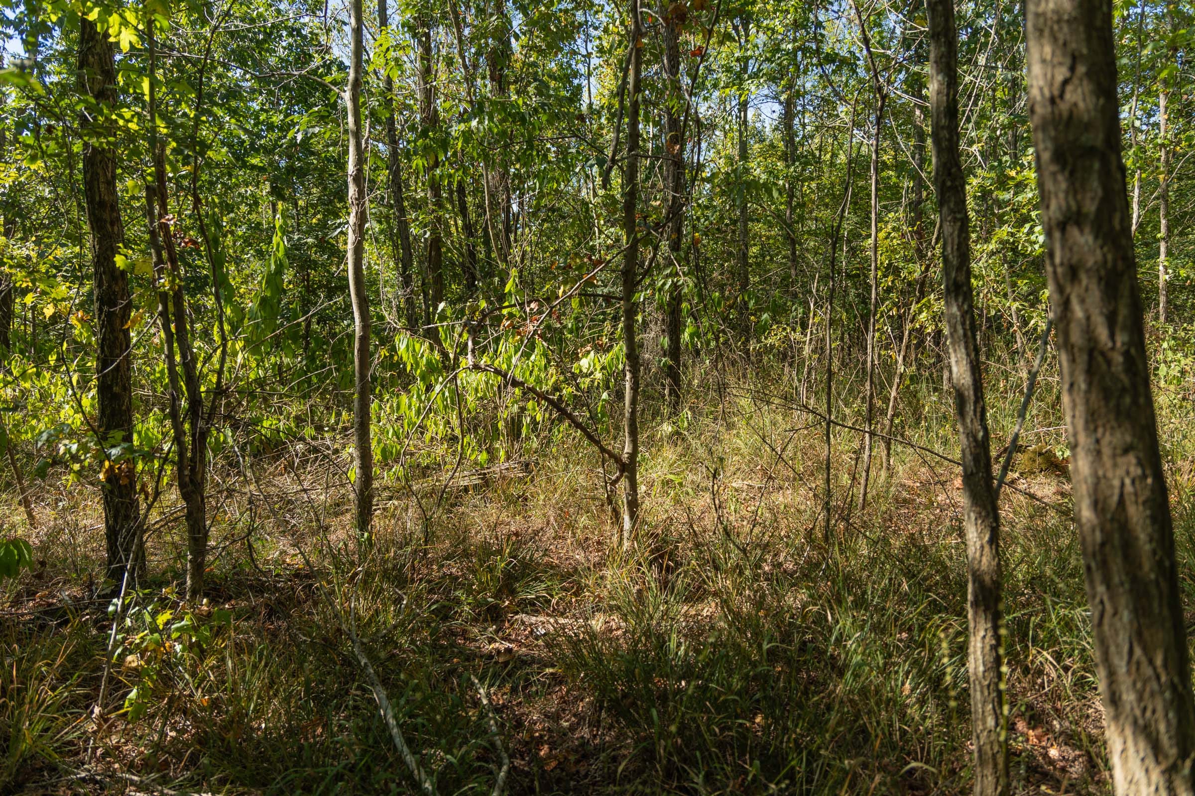 Big White Oak Tract 106 photo 3