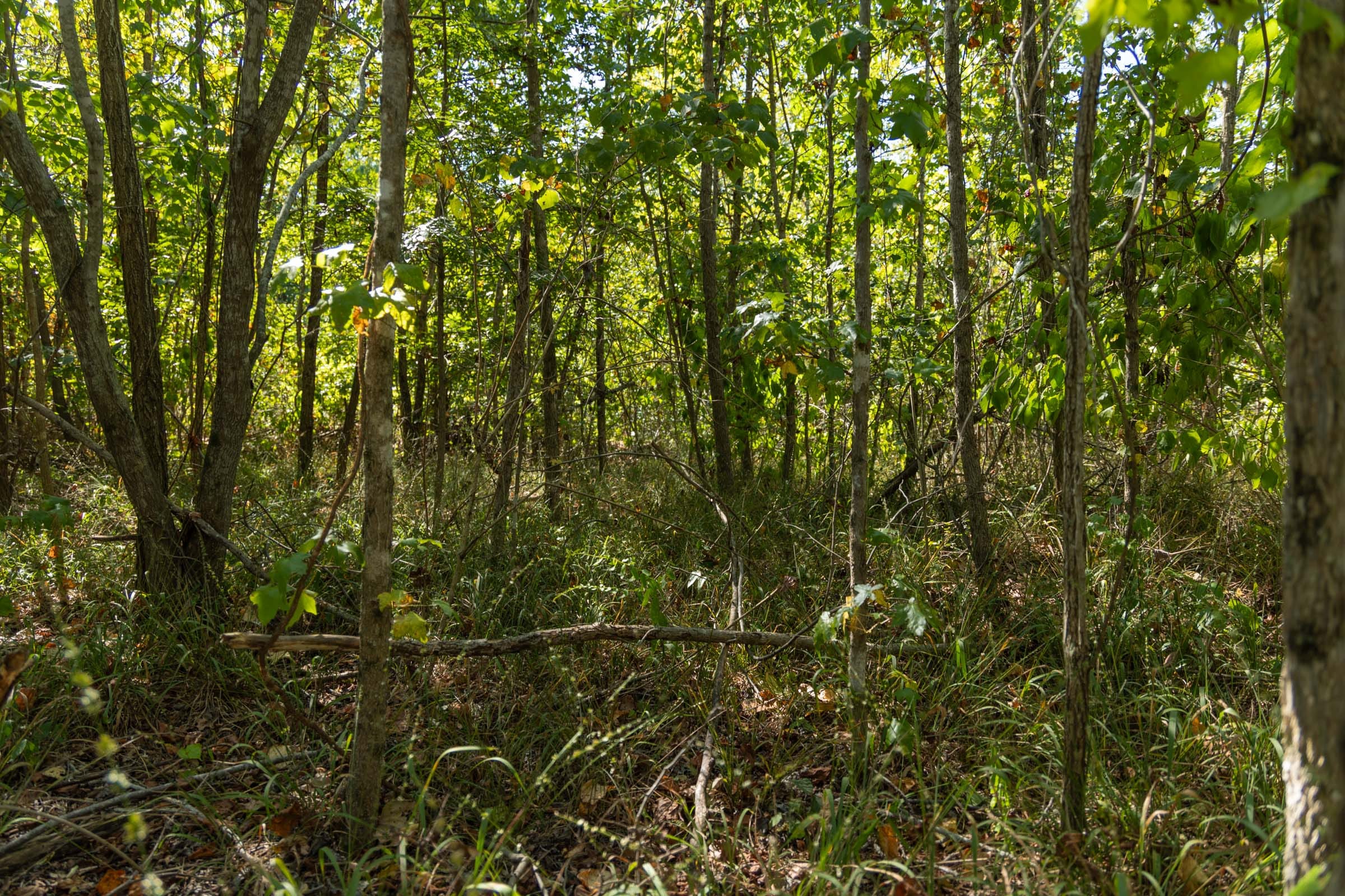 Big White Oak Tract 106 photo 2
