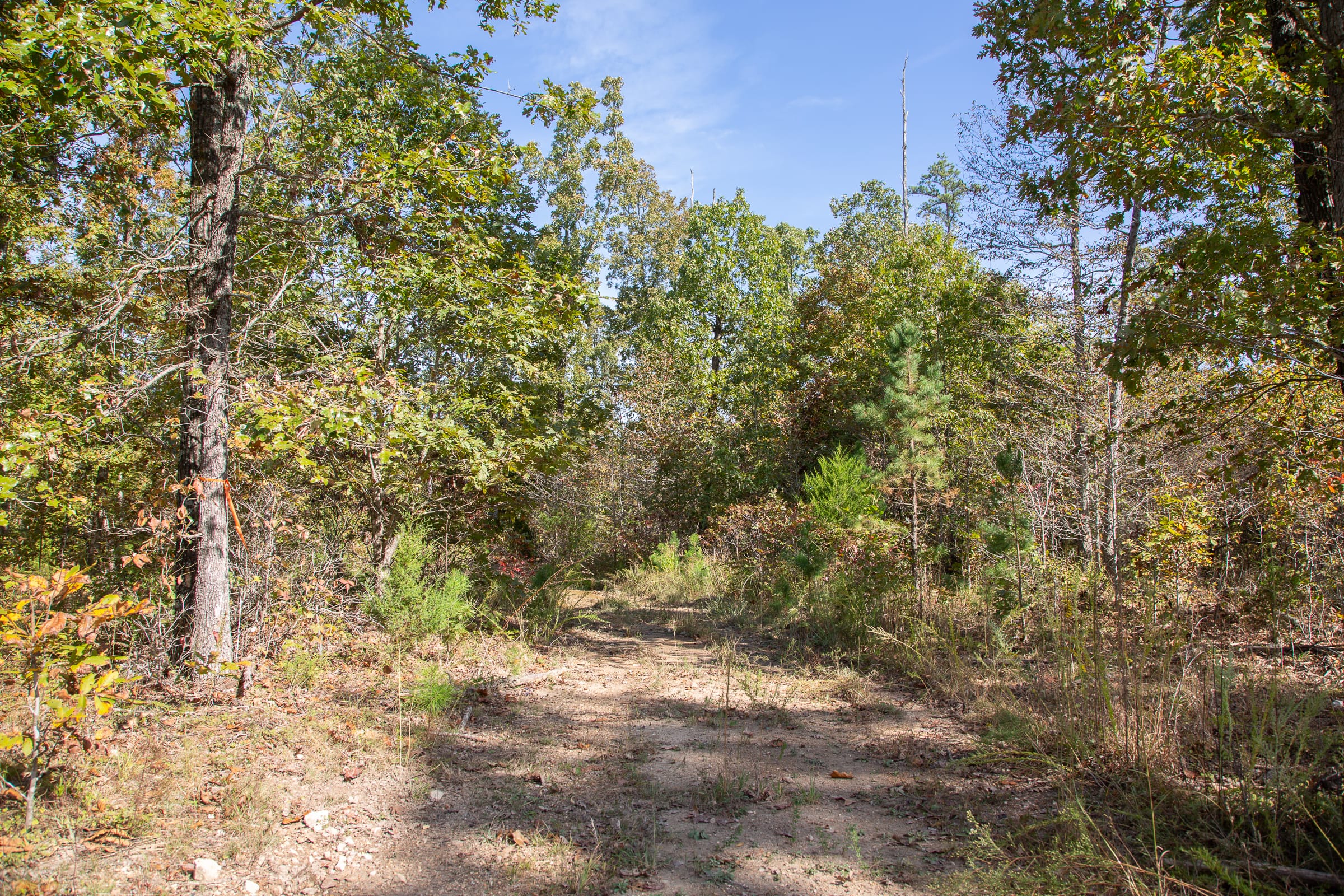 Borgmann’s Hollow Phase IV Tract 131 photo 2