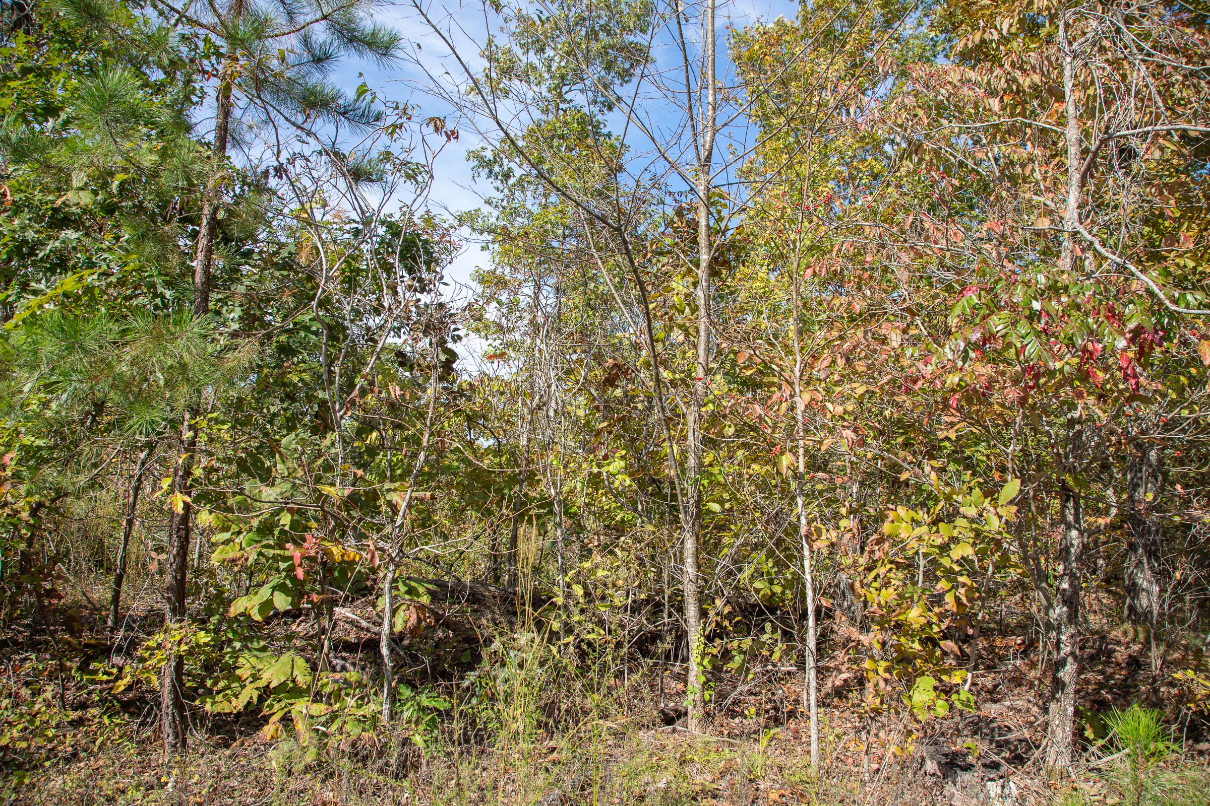 Borgmann’s Hollow Phase IV Tract 131 photo 5
