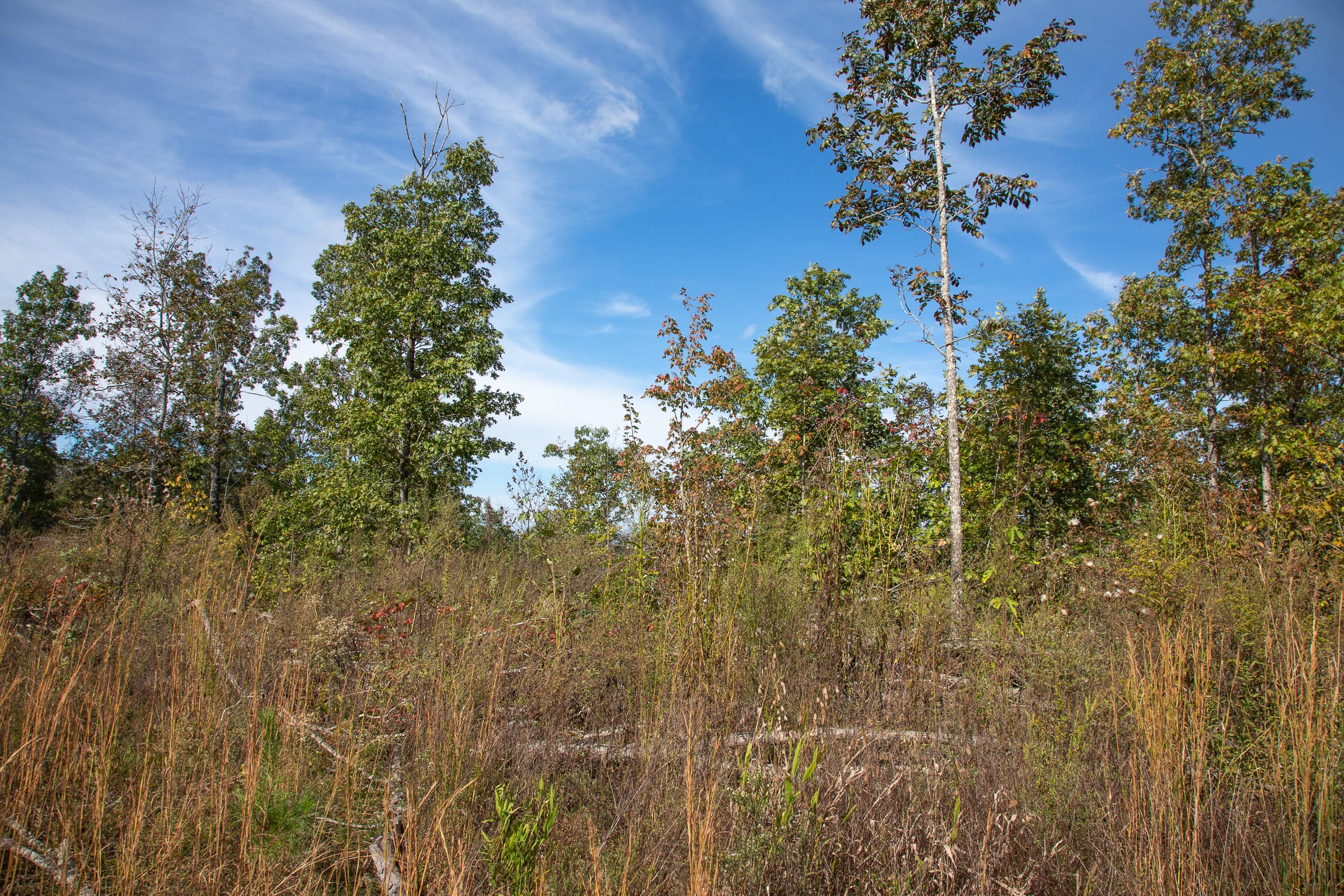 Borgmann’s Hollow Phase IV Tract 131 photo 6