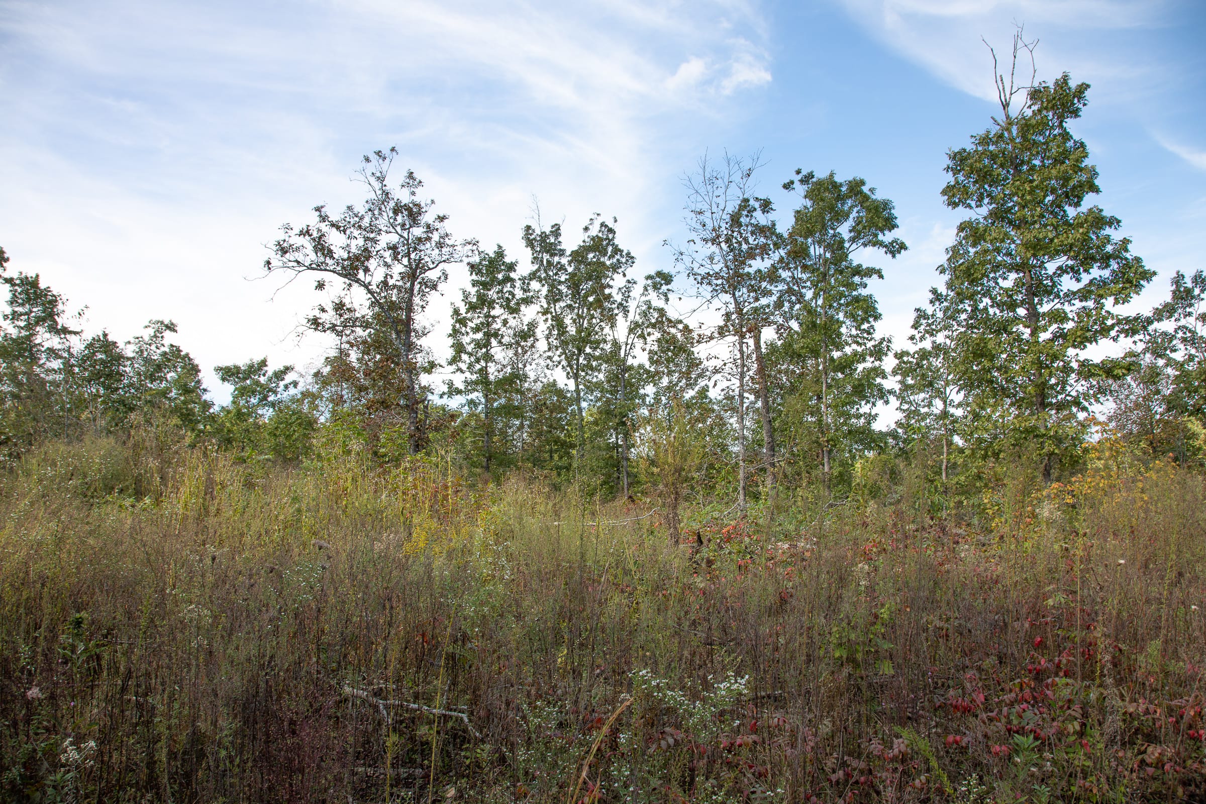 Borgmann’s Hollow Phase IV Tract 131 photo 7