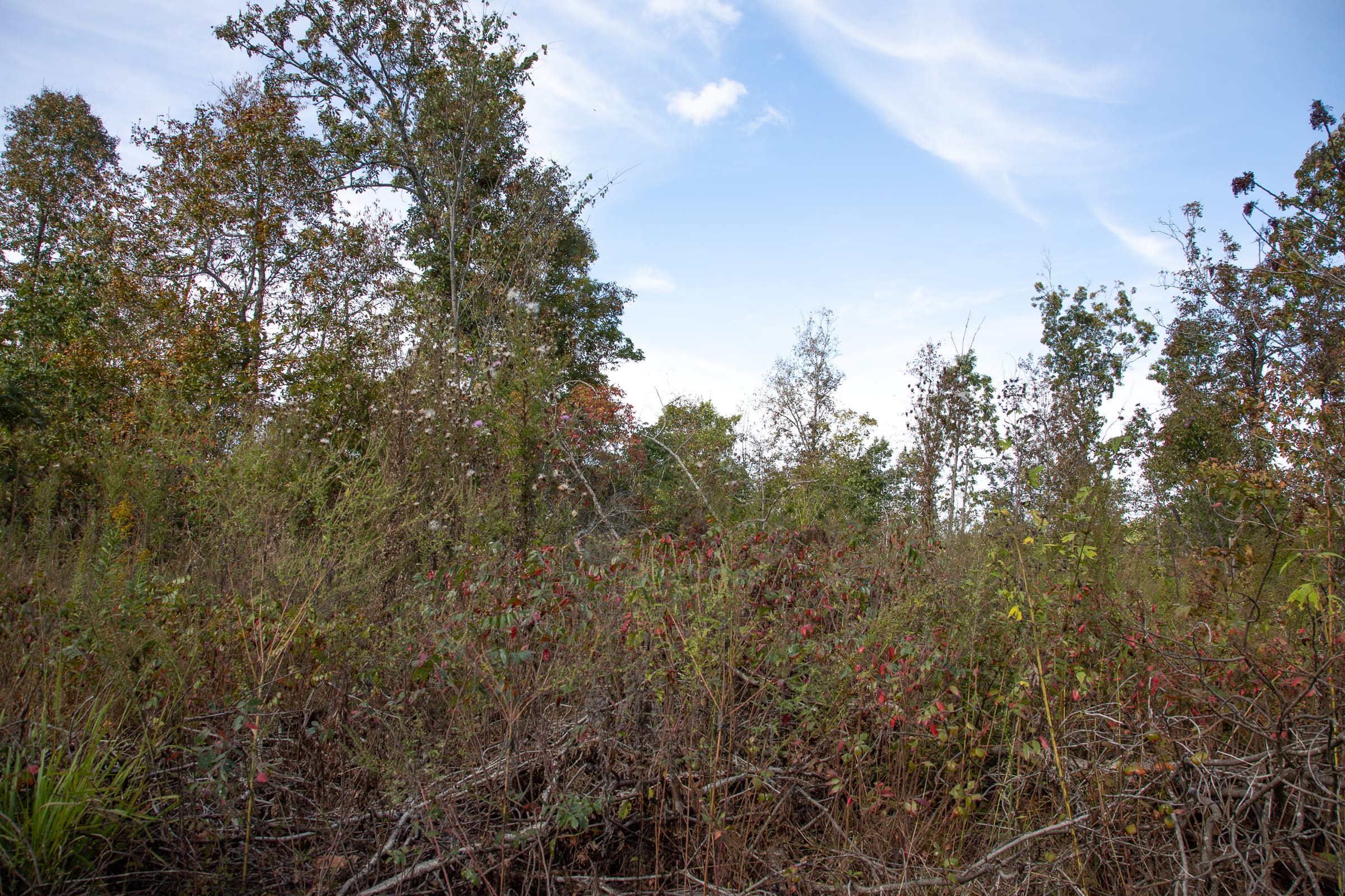 Borgmann’s Hollow Phase IV Tract 131 photo 8