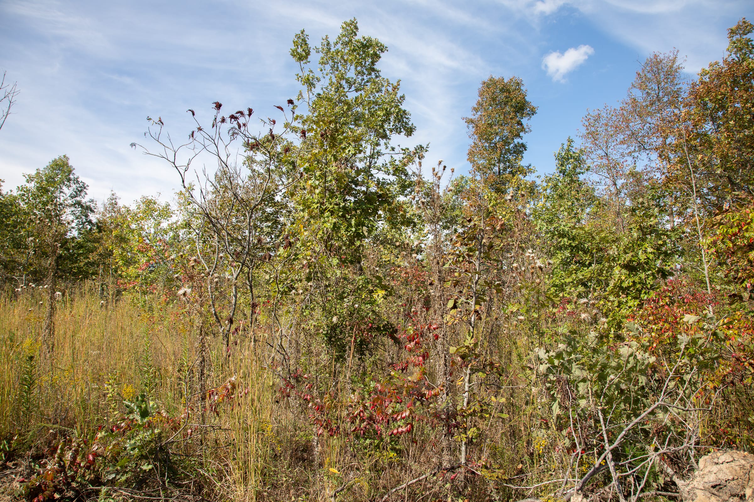 Borgmann’s Hollow Phase IV Tract 131 photo 9