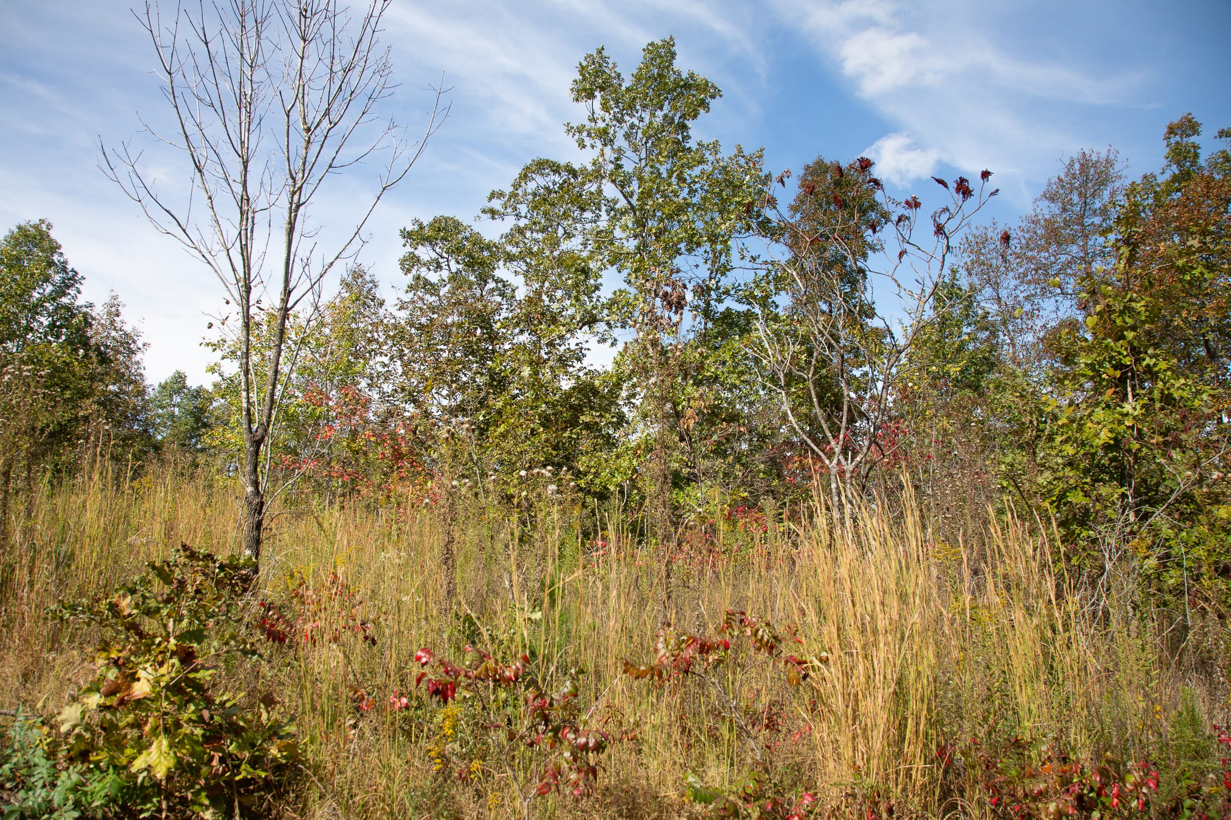 Borgmann’s Hollow Phase IV Tract 131 photo 10