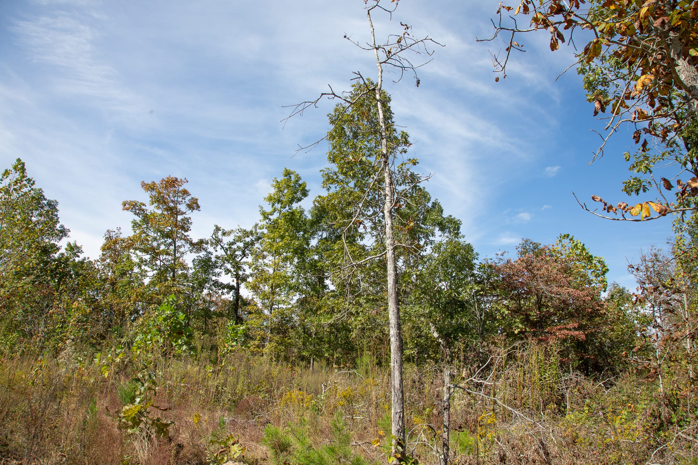 Borgmann’s Hollow Phase IV Tract 131 photo 11