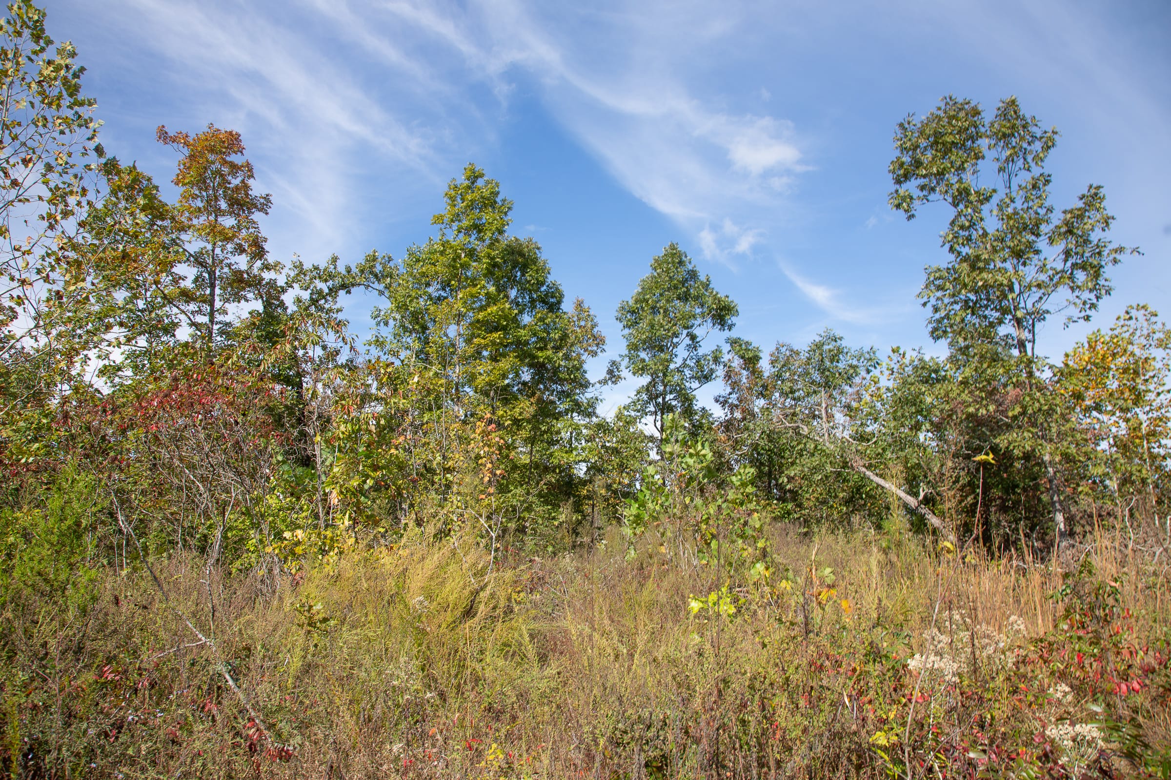Borgmann’s Hollow Phase IV Tract 131 photo 12