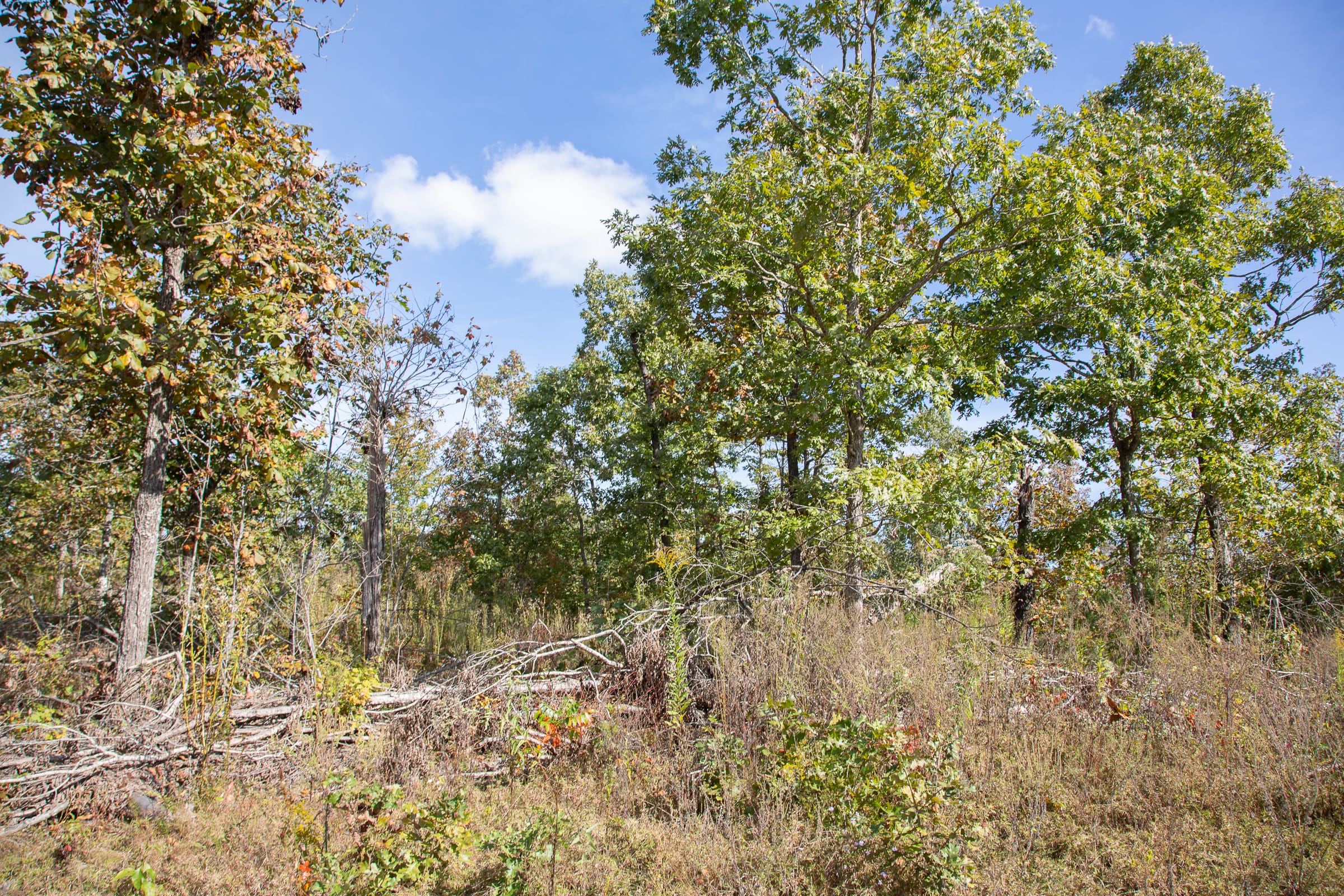 Borgmann’s Hollow Phase IV Tract 131 photo 14
