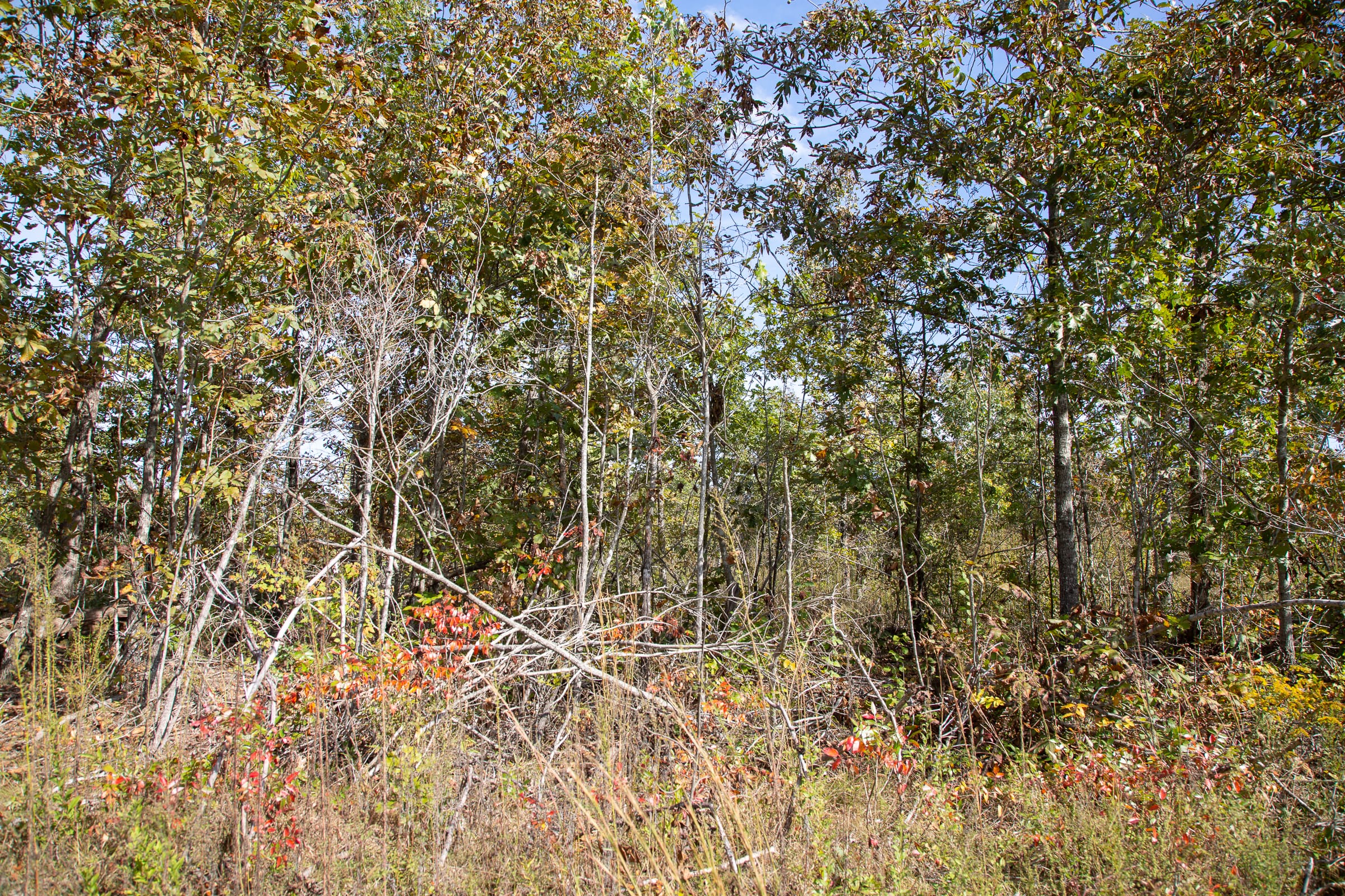 Borgmann’s Hollow Phase IV Tract 131 photo 15