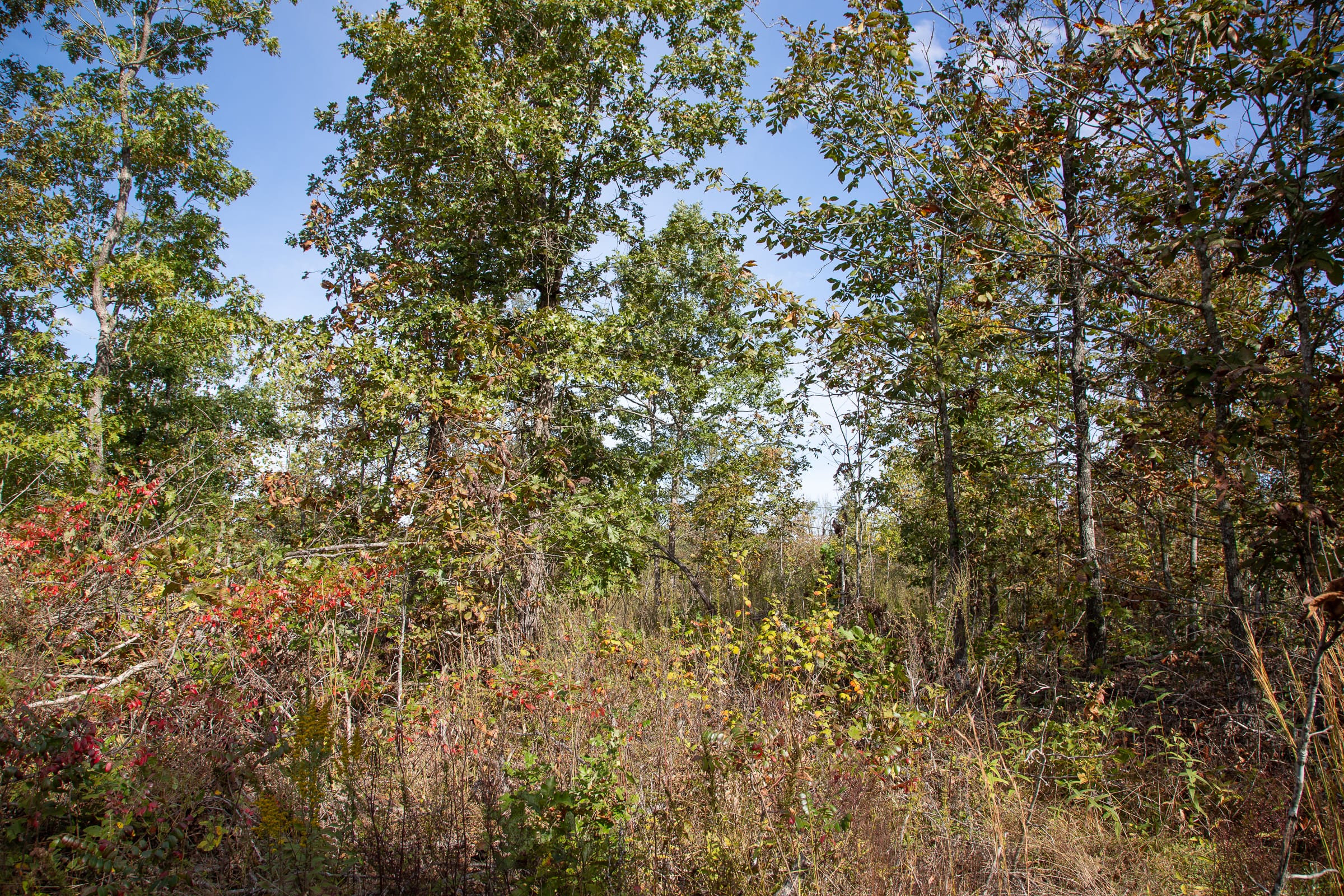 Borgmann’s Hollow Phase IV Tract 131 photo 16