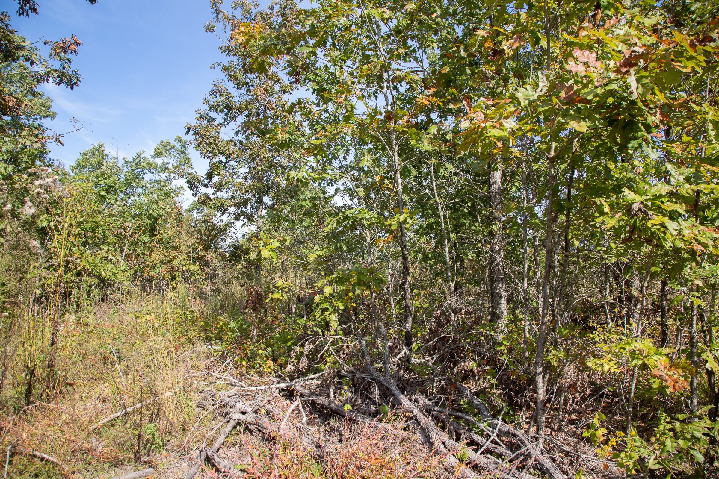 Borgmann’s Hollow Phase IV Tract 131 photo 18