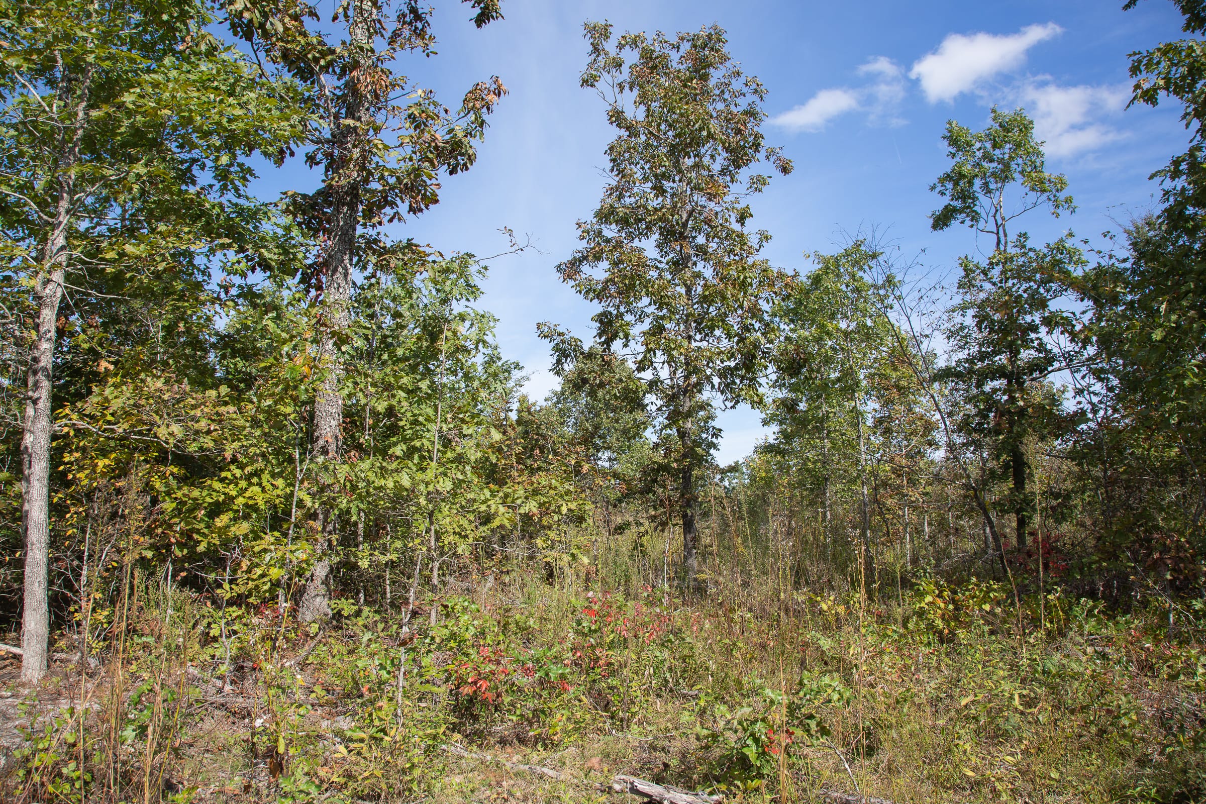 Borgmann’s Hollow Phase IV Tract 131 photo 19