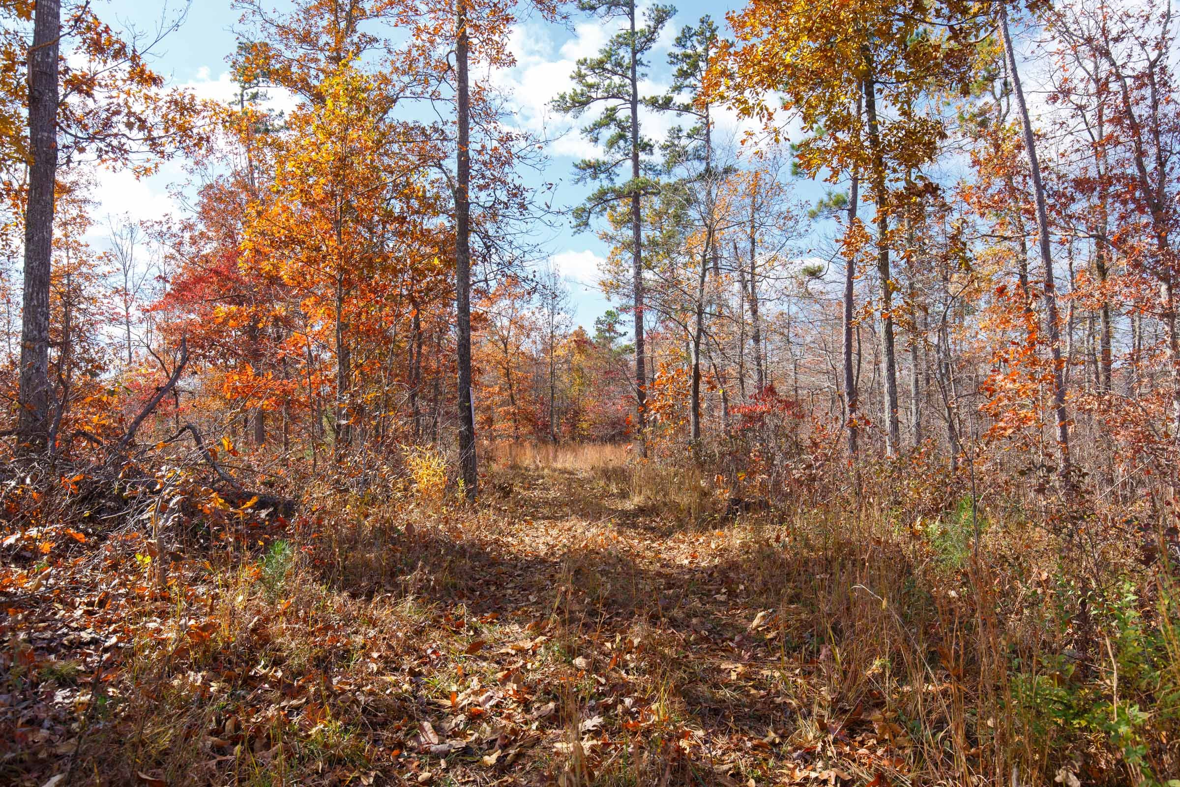 Hawkcrest Tract 41 photo 4