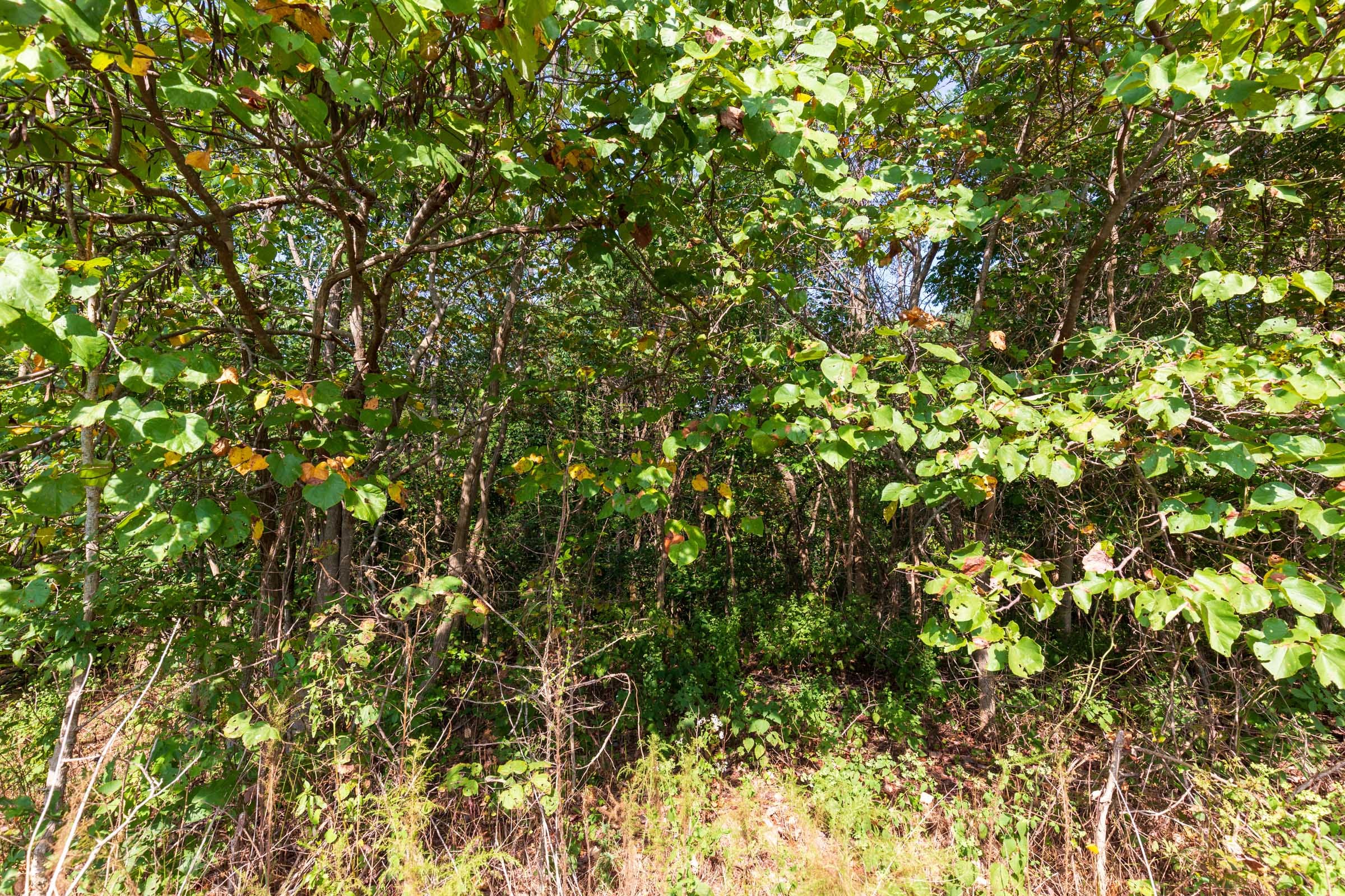 Redemption Ridge Tract 5 photo 2