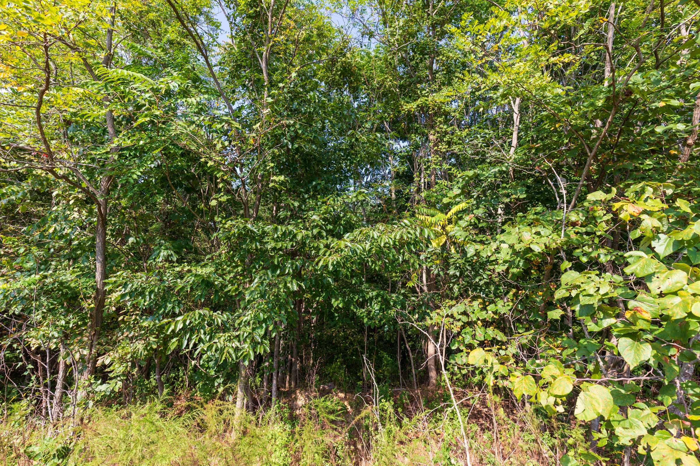 Redemption Ridge Tract 5 photo 4