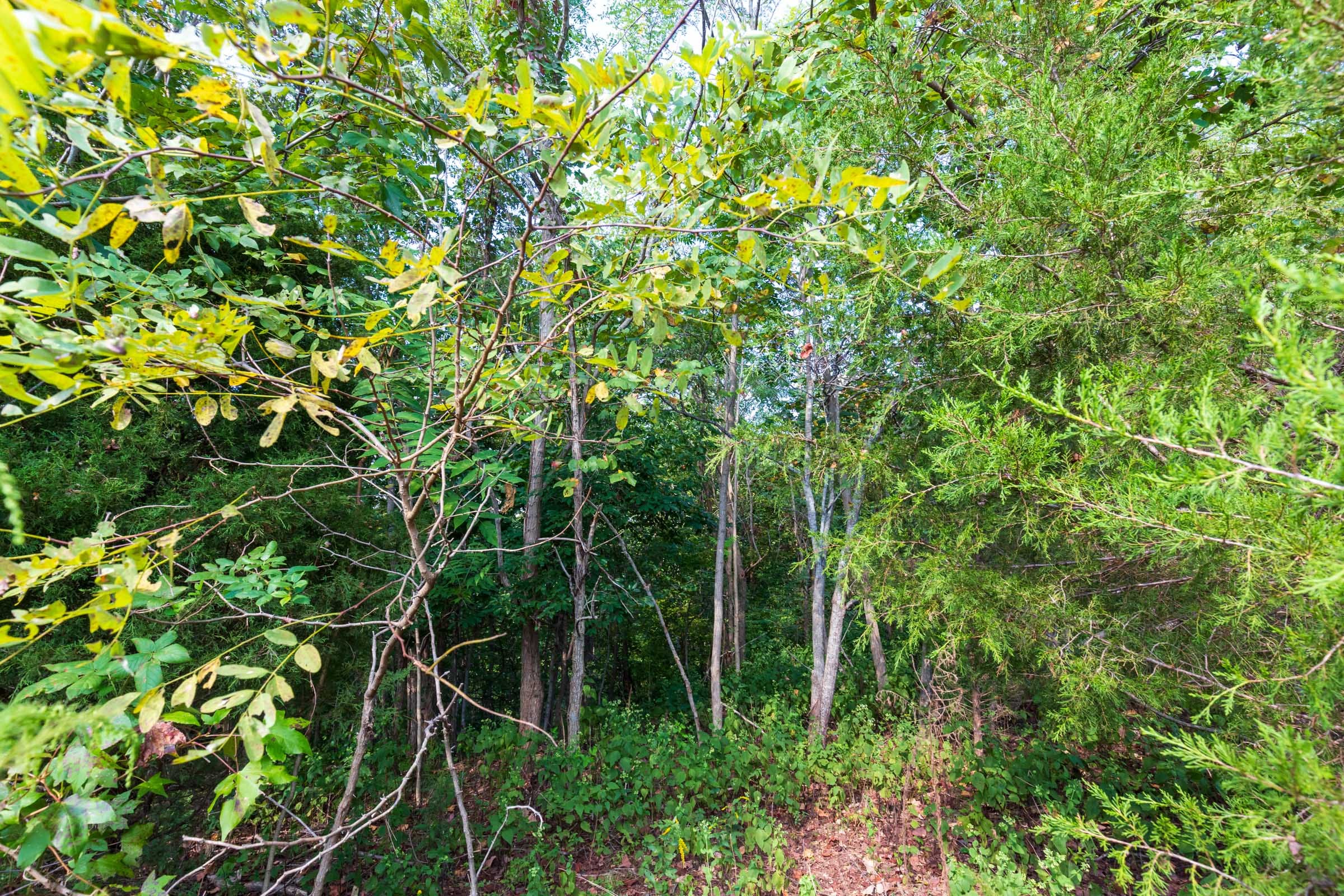 Redemption Ridge Tract 5 photo 6