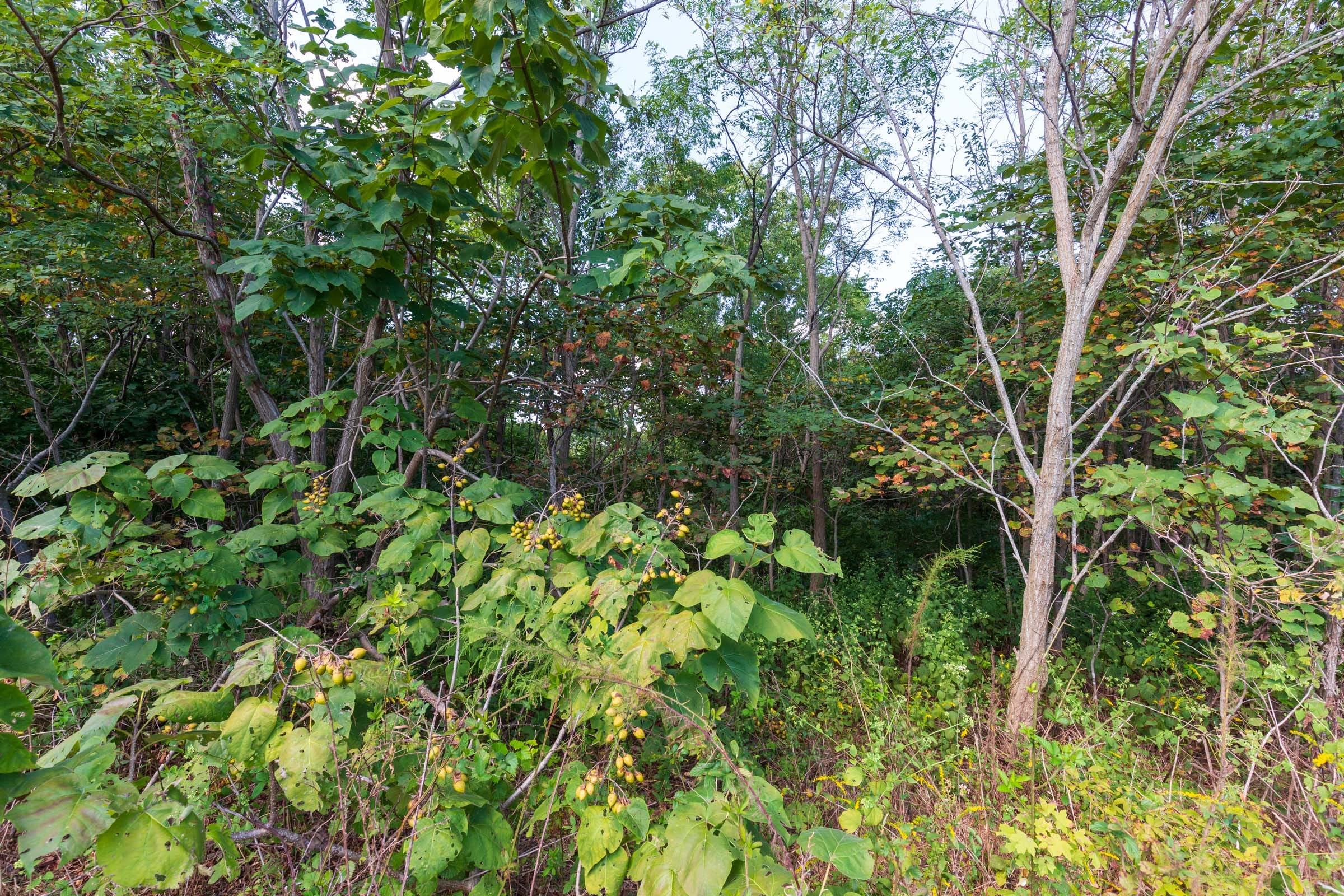 Redemption Ridge Tract 5 photo 5