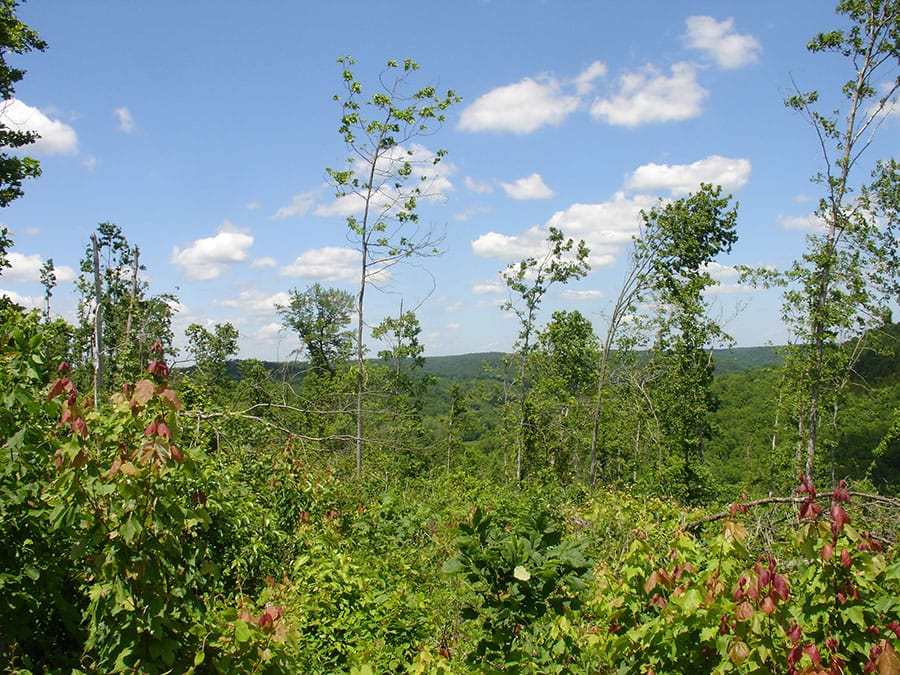 Antler Ridge Tract 11 photo 4