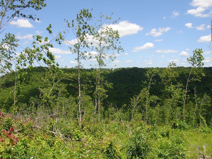 Antler Ridge Tract 11 photo 5